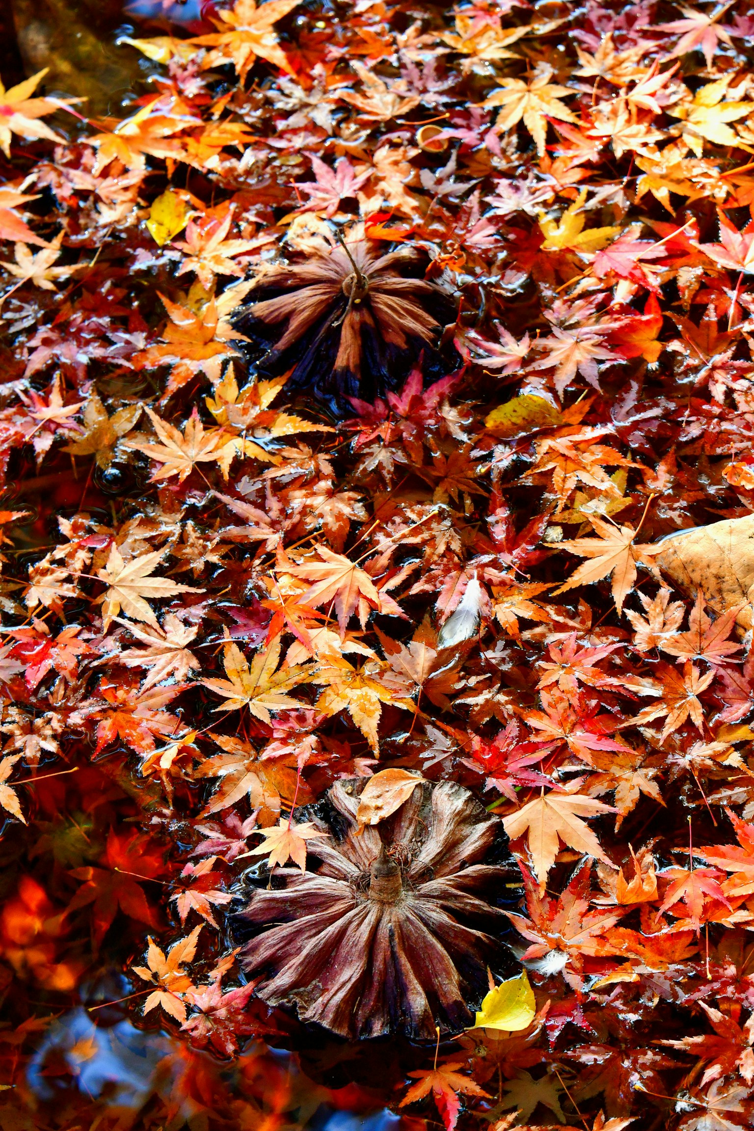 色とりどりの紅葉が水面に浮かぶ美しい景色