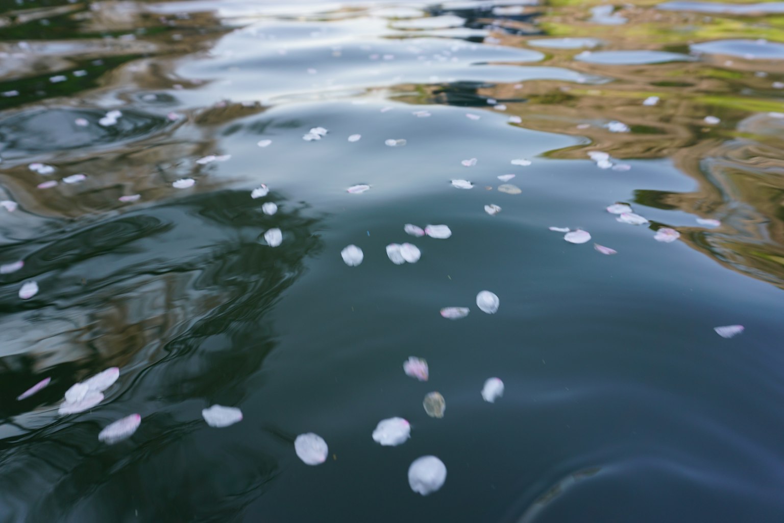 Kirschblütenblätter, die auf einer blauen Wasseroberfläche schwimmen