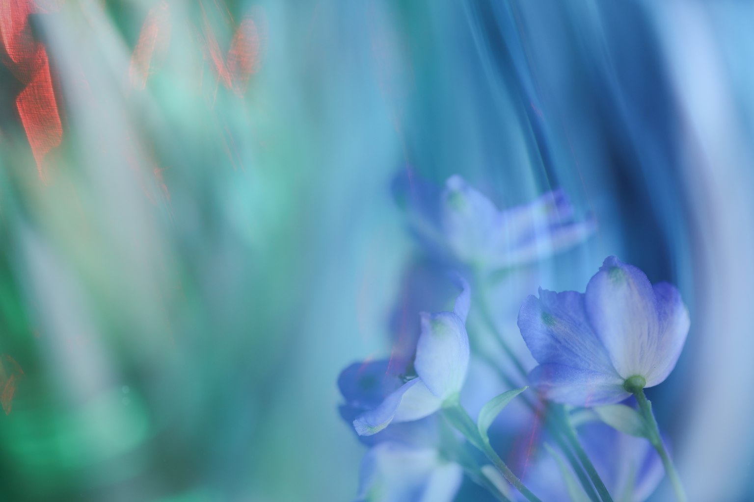 Una hermosa imagen de flores moradas suaves borrosas contra un fondo azul