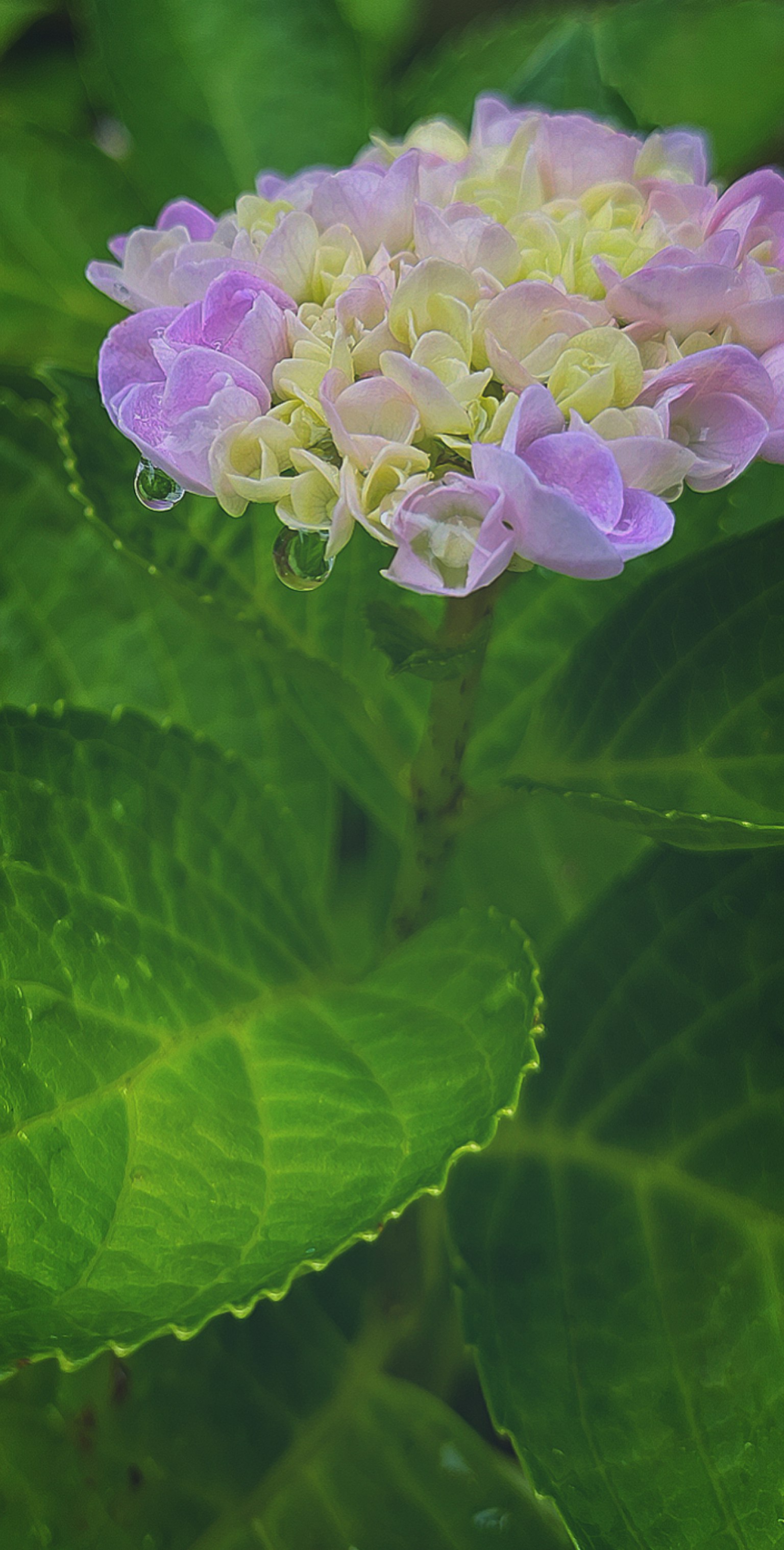 Nahaufnahme einer Hortensienblüte in zartem Lila und Gelb umgeben von grünen Blättern
