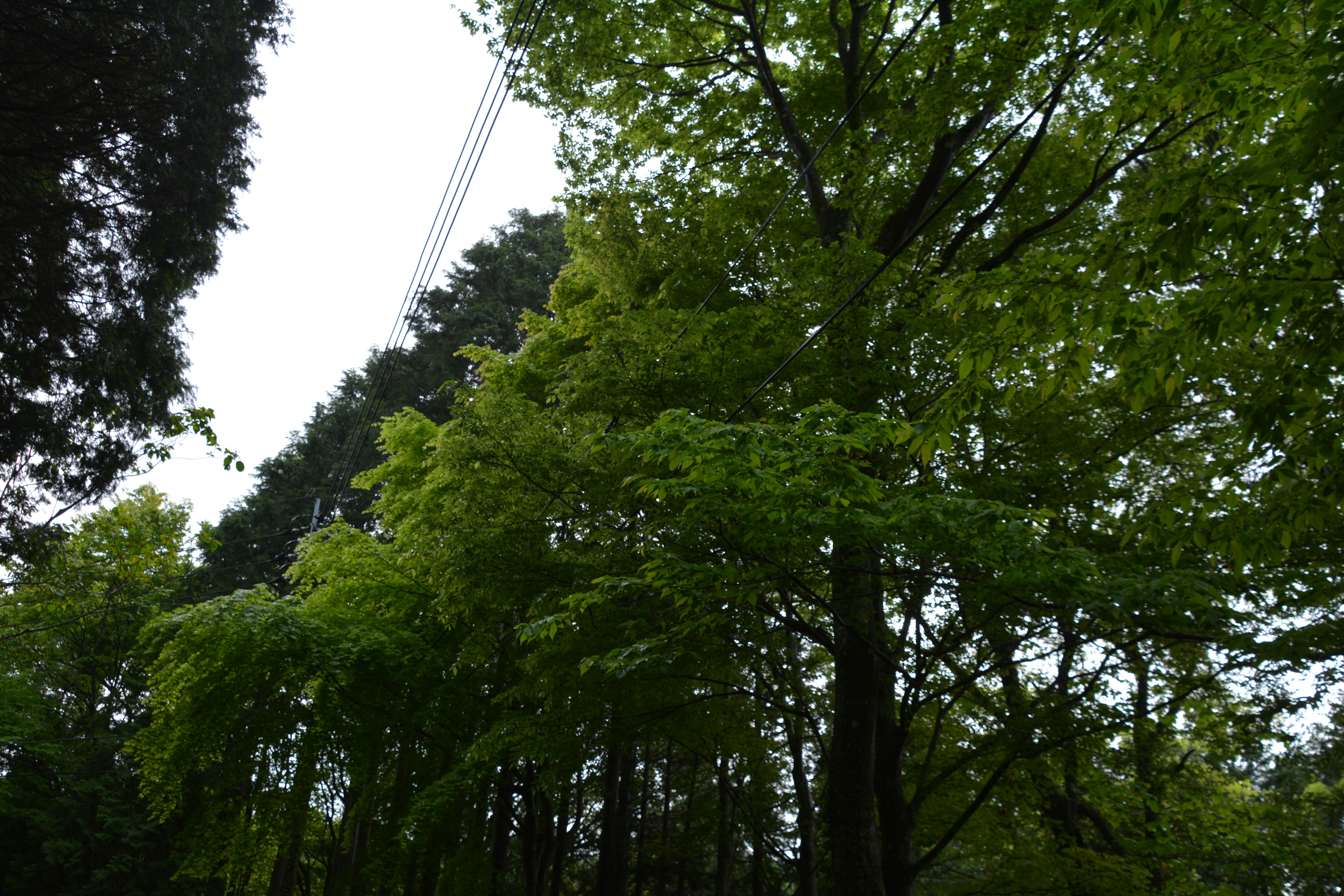 緑の木々が広がる森の上空