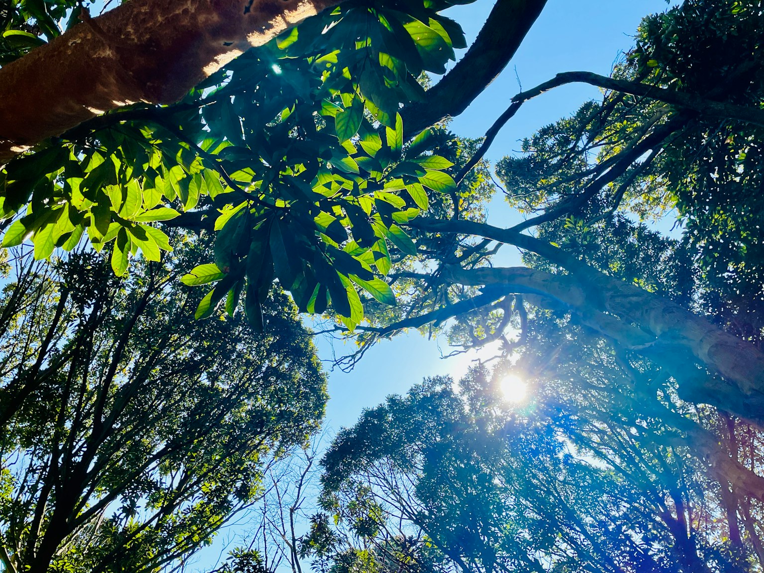 Scène forestière avec des feuilles vertes éclatantes et un ciel bleu