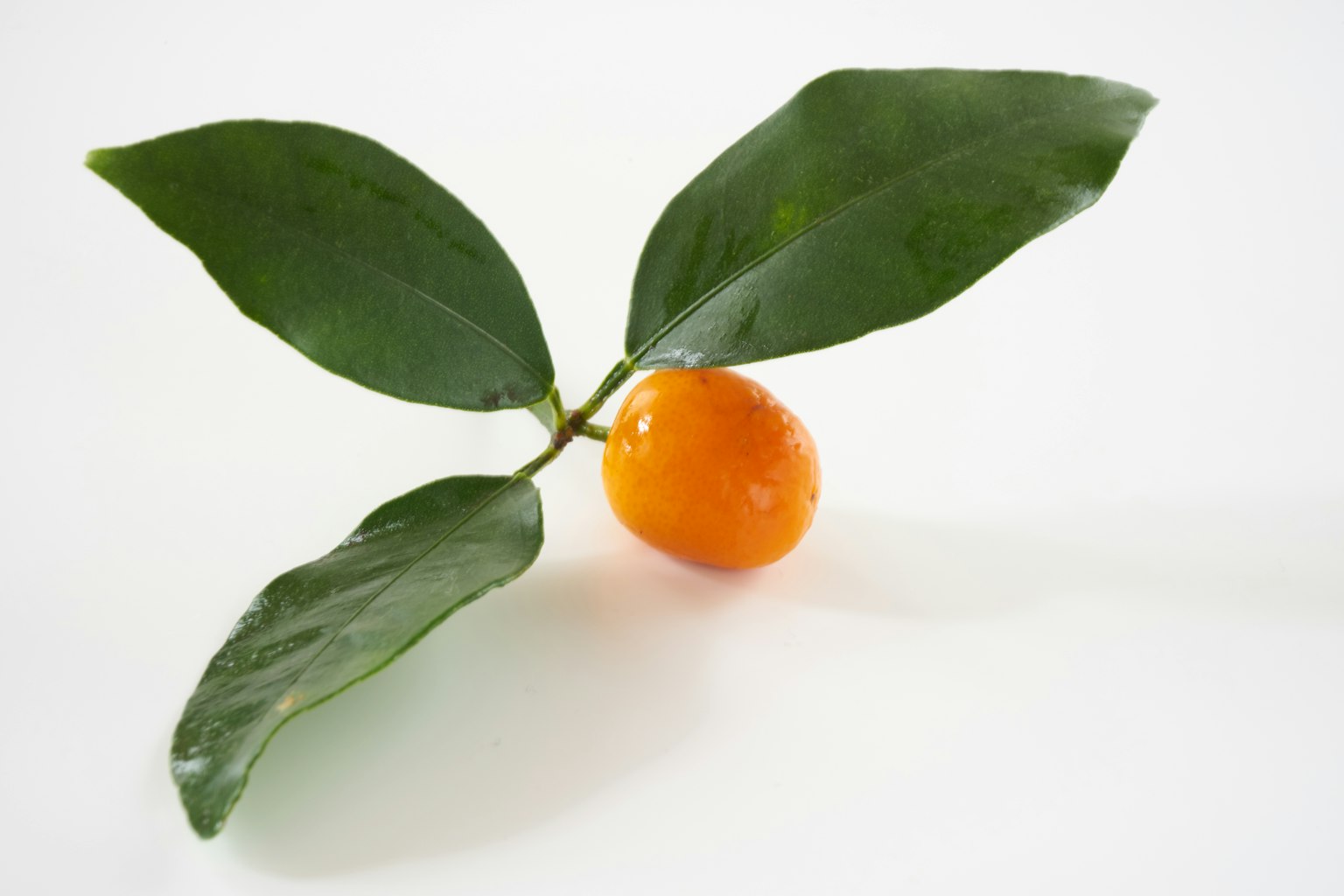 Natura morta con un frutto arancione e foglie verdi