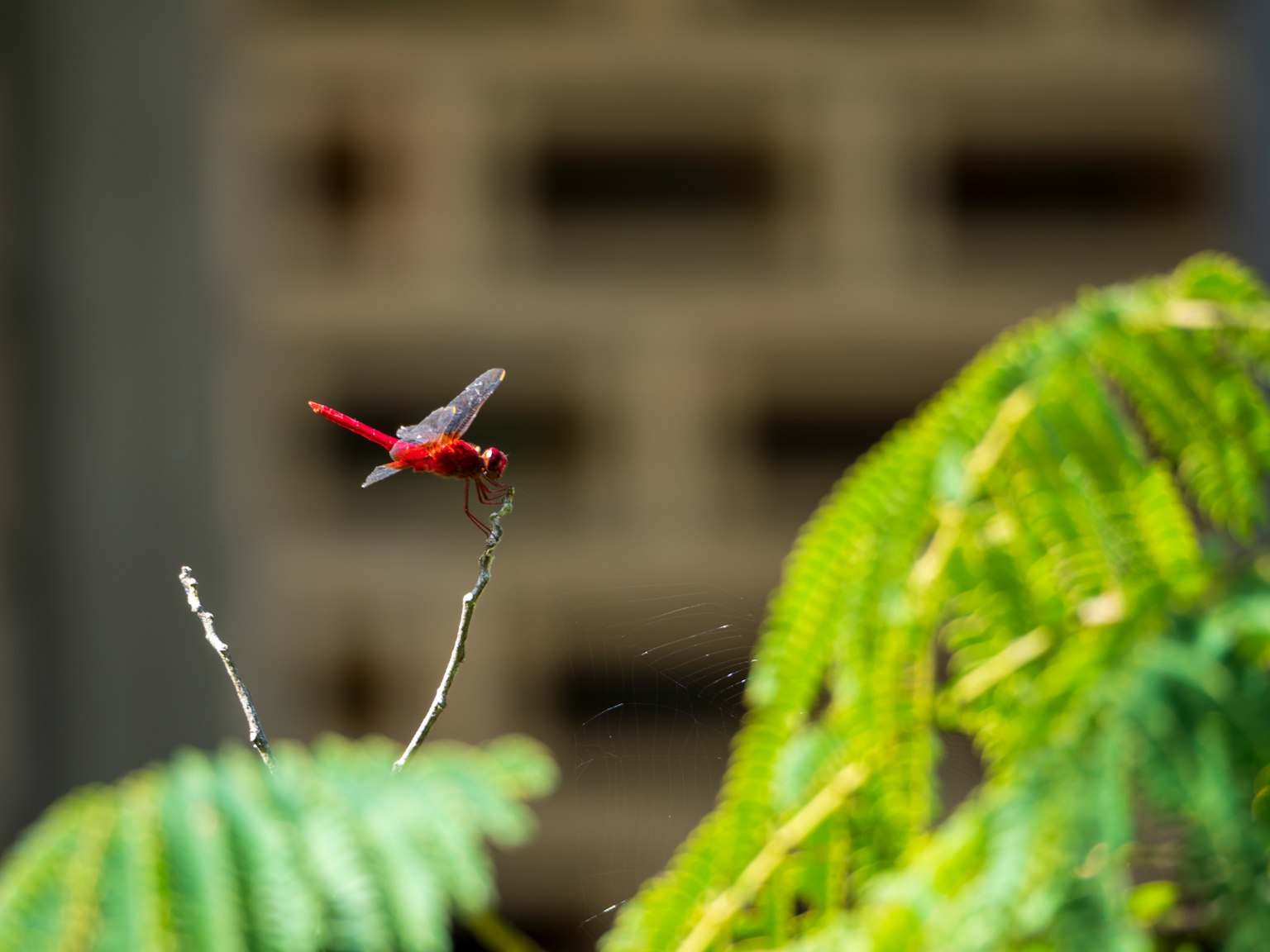 Une libellule rouge volant parmi des feuilles vertes