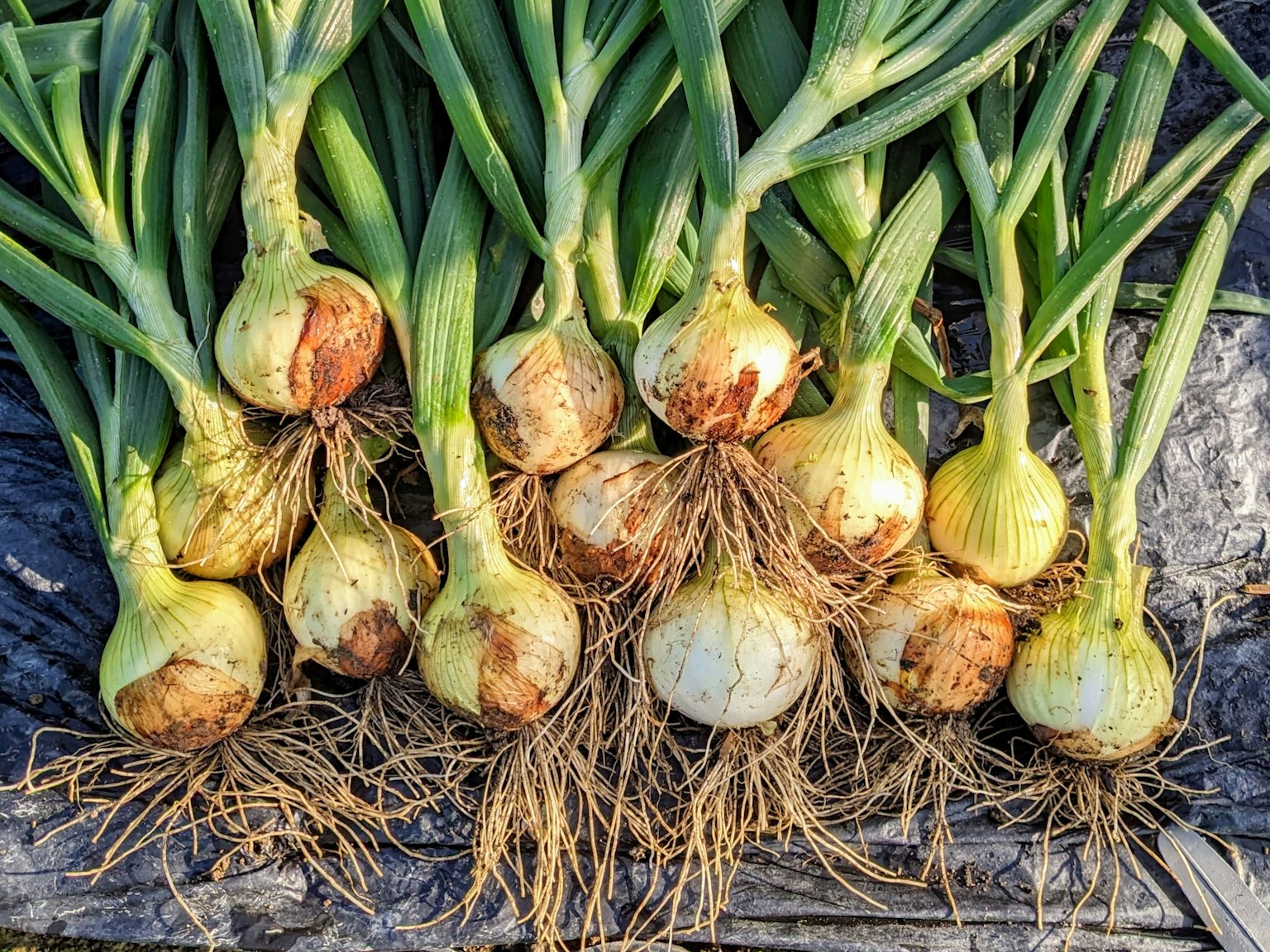 Fresh onions lying on a wooden surface with roots visible