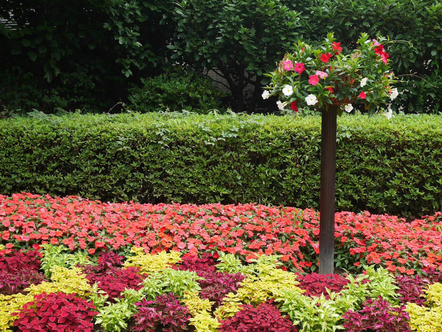 Vibrant garden scene with colorful flowers green hedge and decorative planter