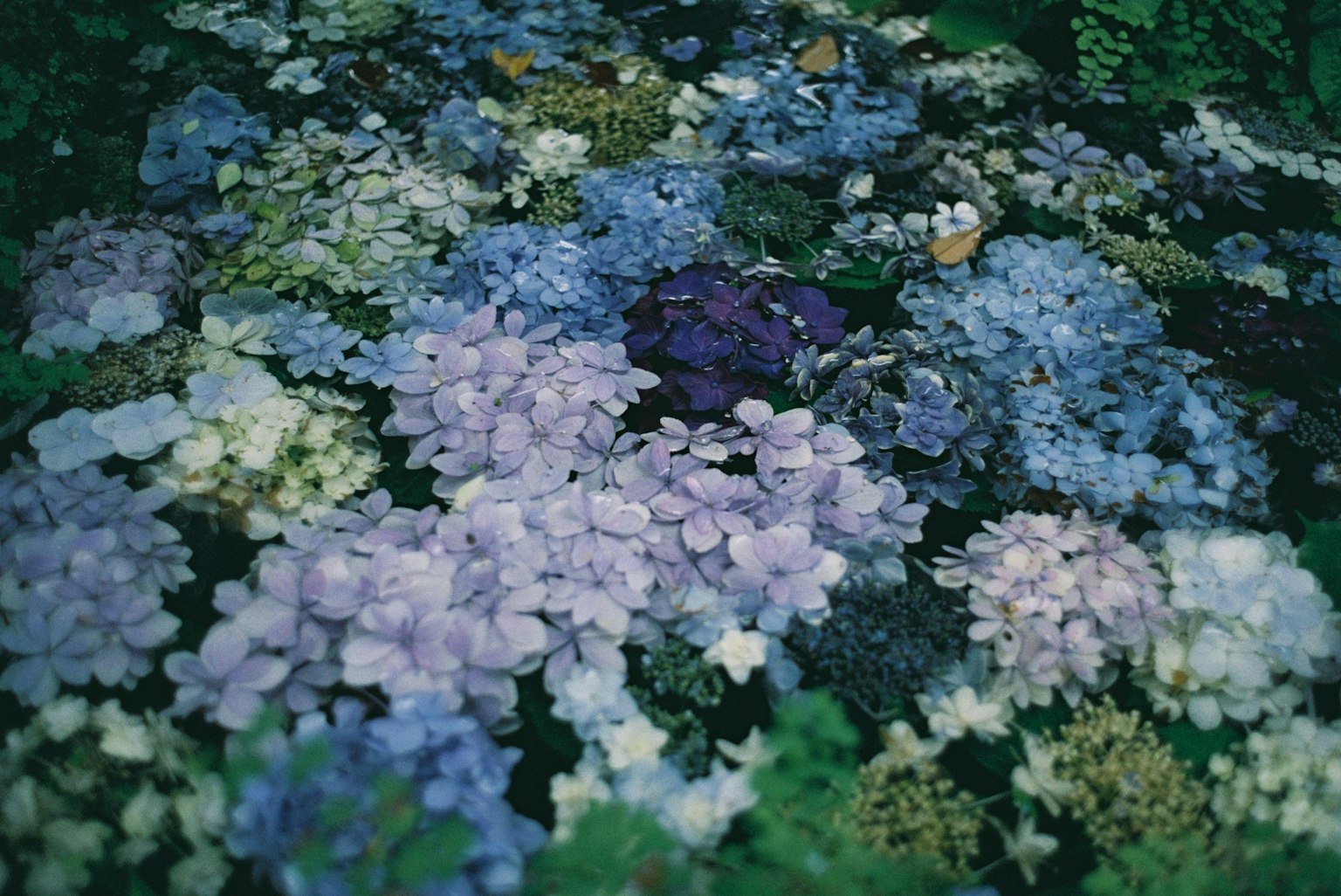 Un hermoso paisaje de flores moradas y azules esparcidas
