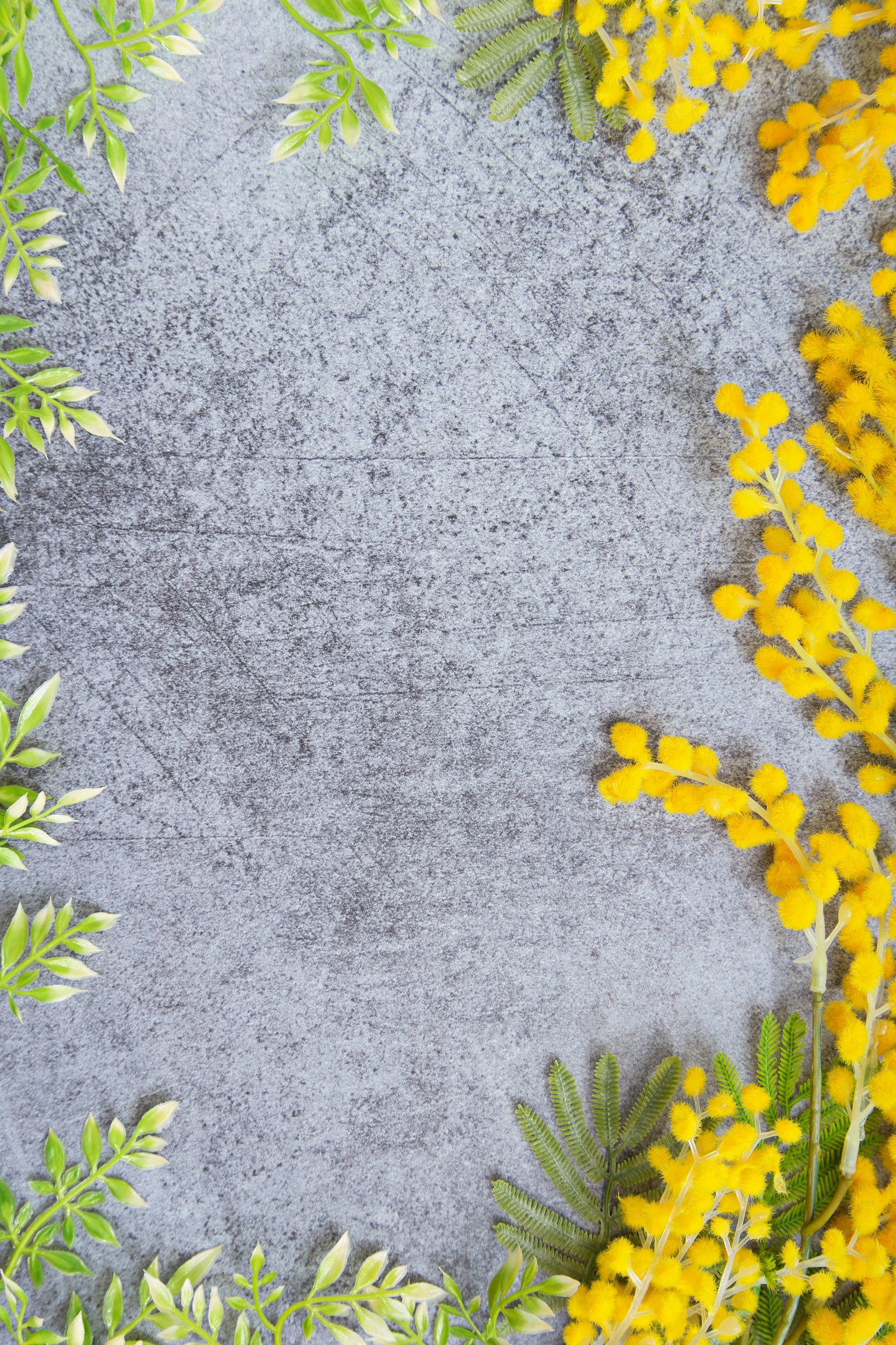 A gray background adorned with yellow mimosa flowers and green leaves