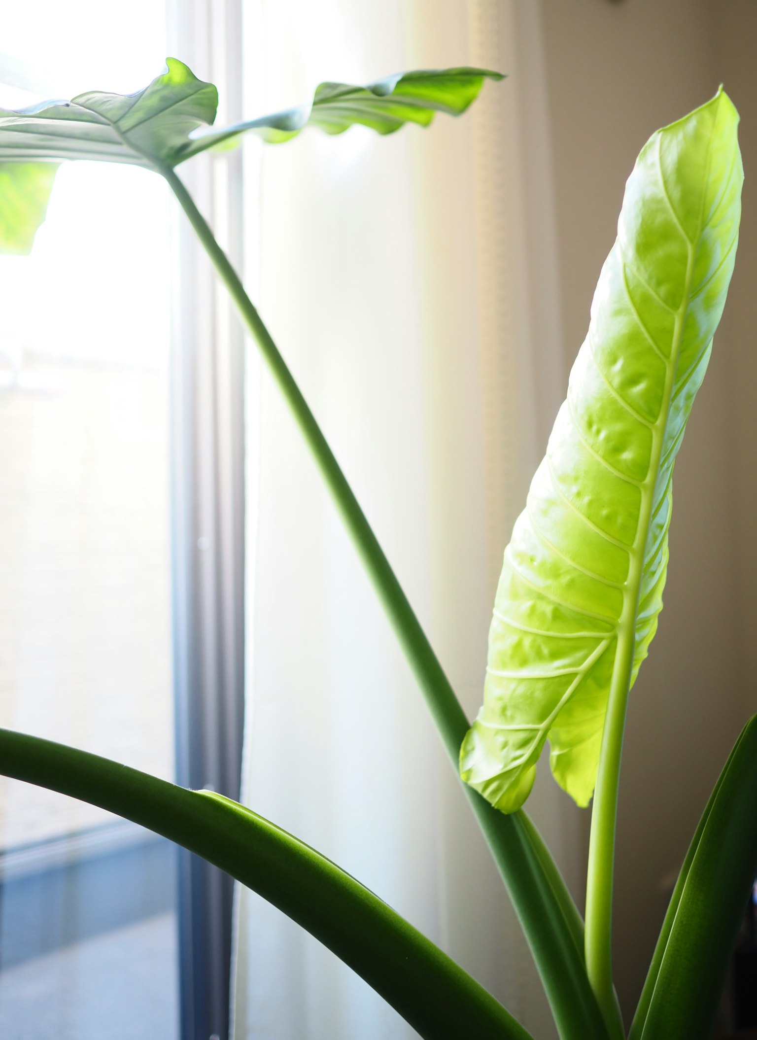 Large green plant leaf near a bright window