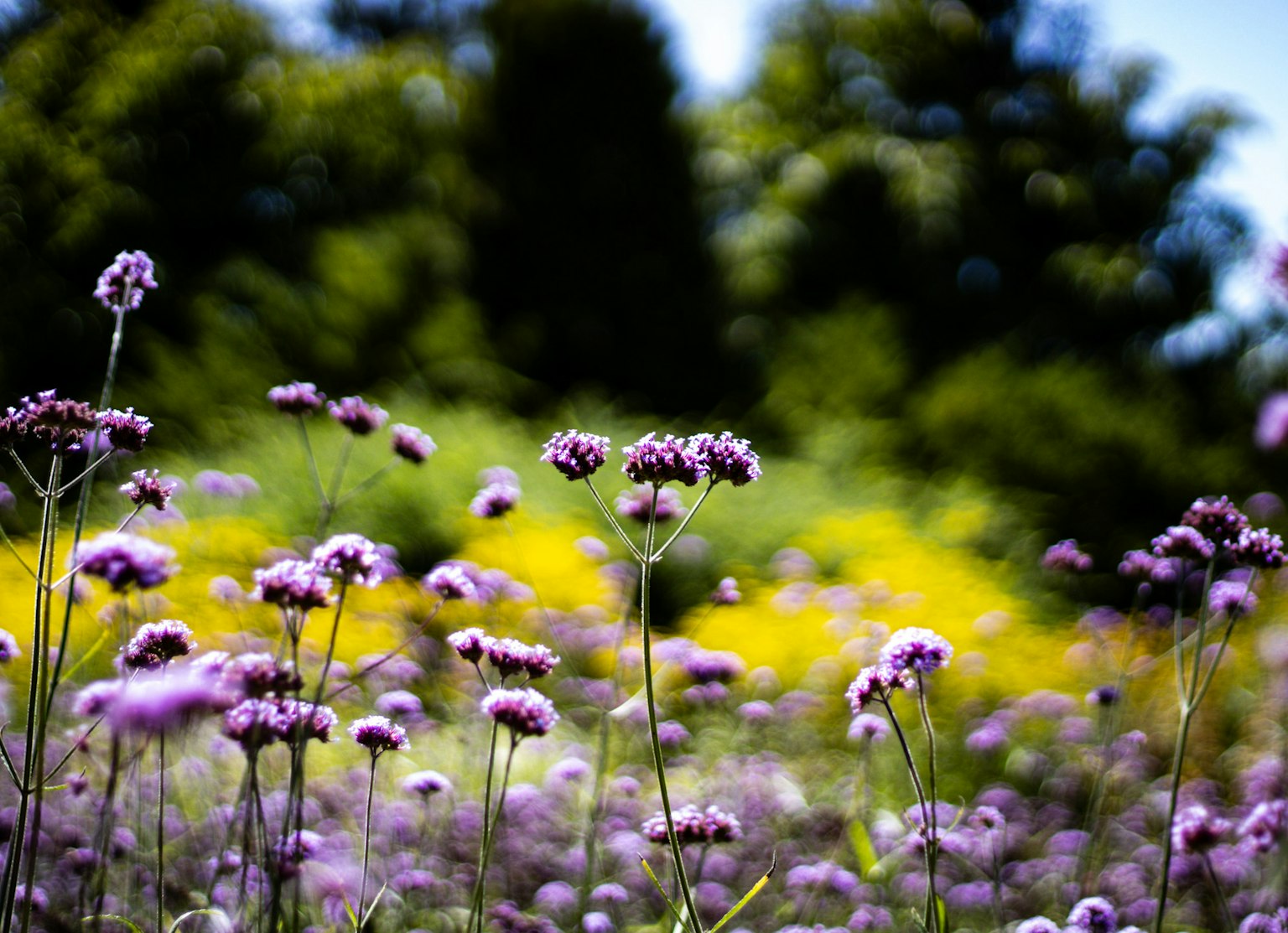Campo di fiori viola con sfondo verde sfocato e tocchi di fiori gialli
