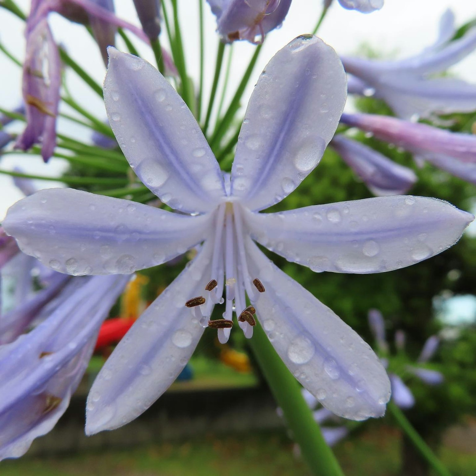 Gros plan d'une fleur d'Agapanthus violet clair avec des gouttes de pluie