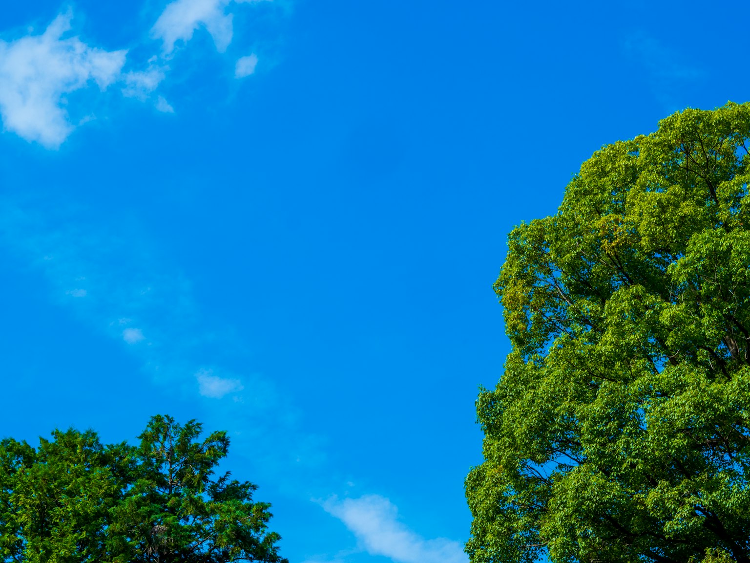 Sebuah pemandangan dengan langit biru cerah dan pohon hijau subur