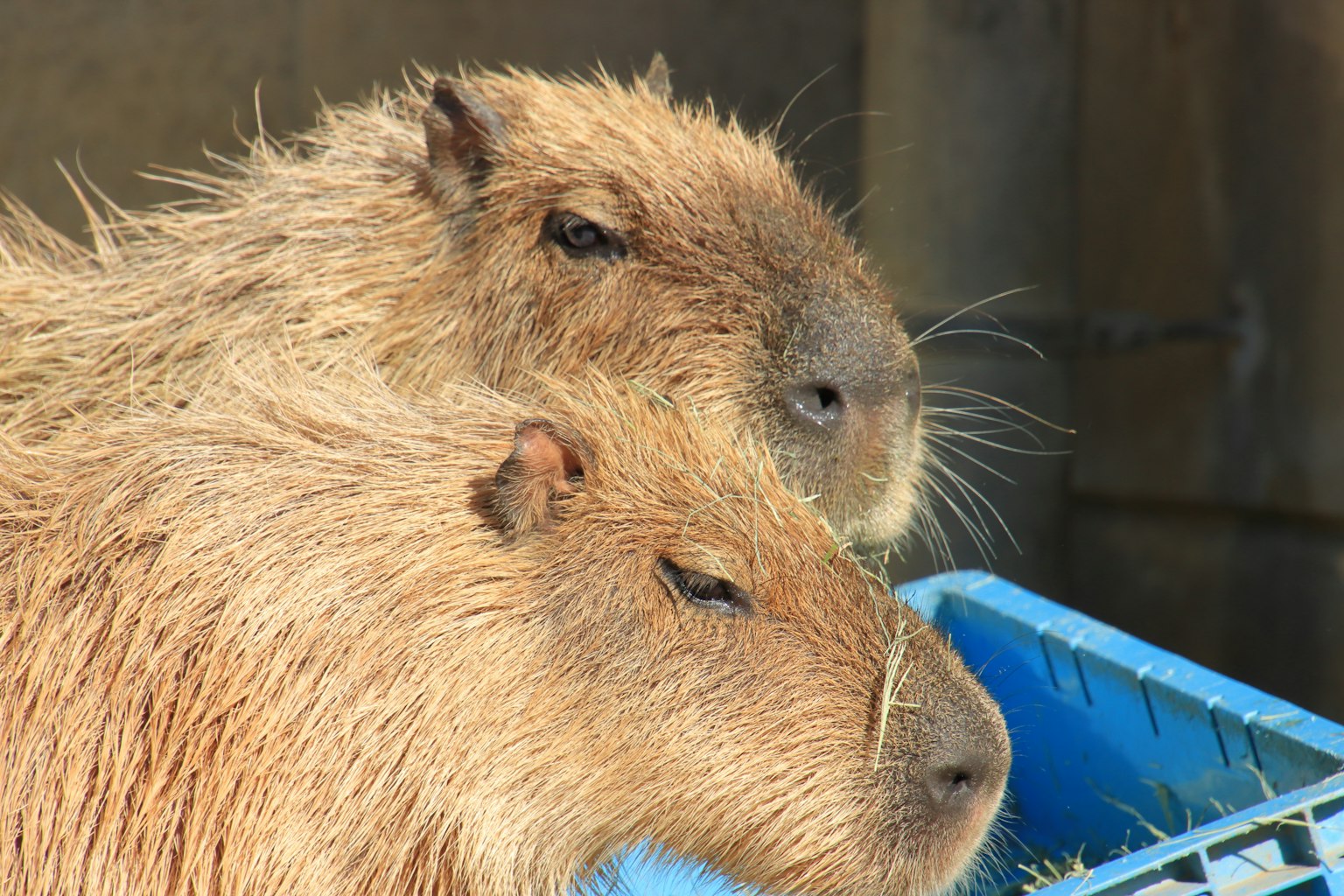 Zwei Capybaras, die zusammen kuscheln