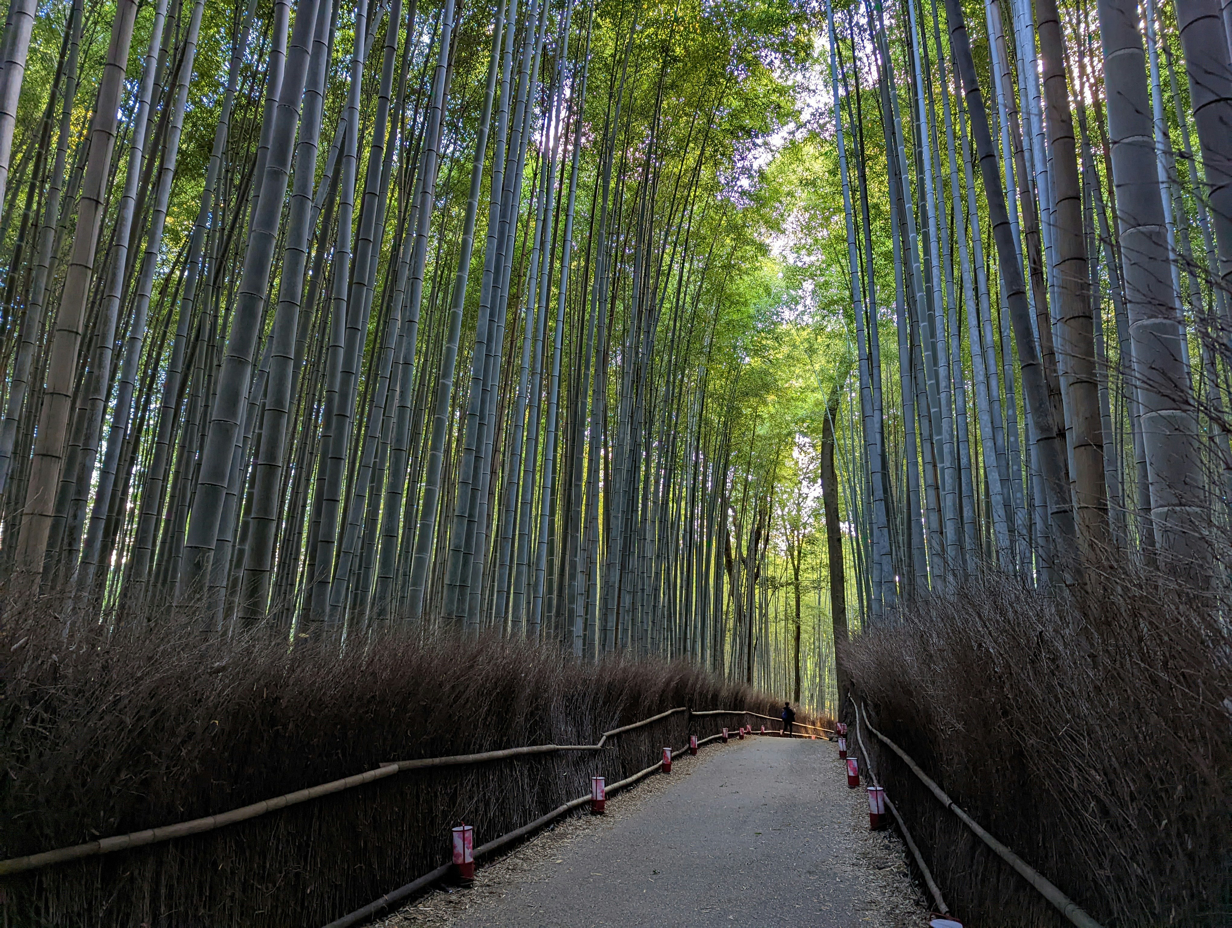 竹林の小道が続く京都・嵐山の風景