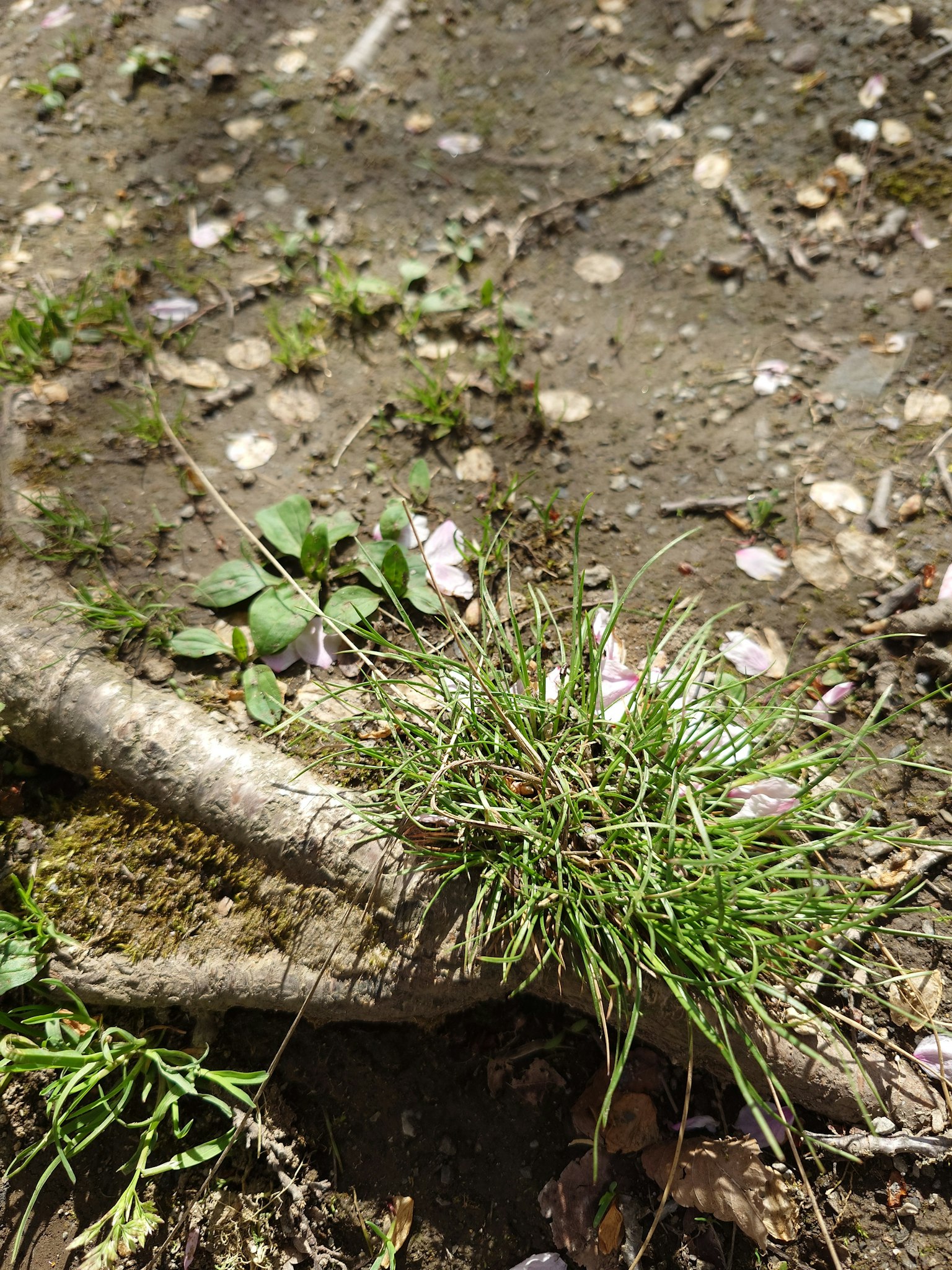 Rumput hijau tumbuh di tanah dengan kelopak bunga sakura