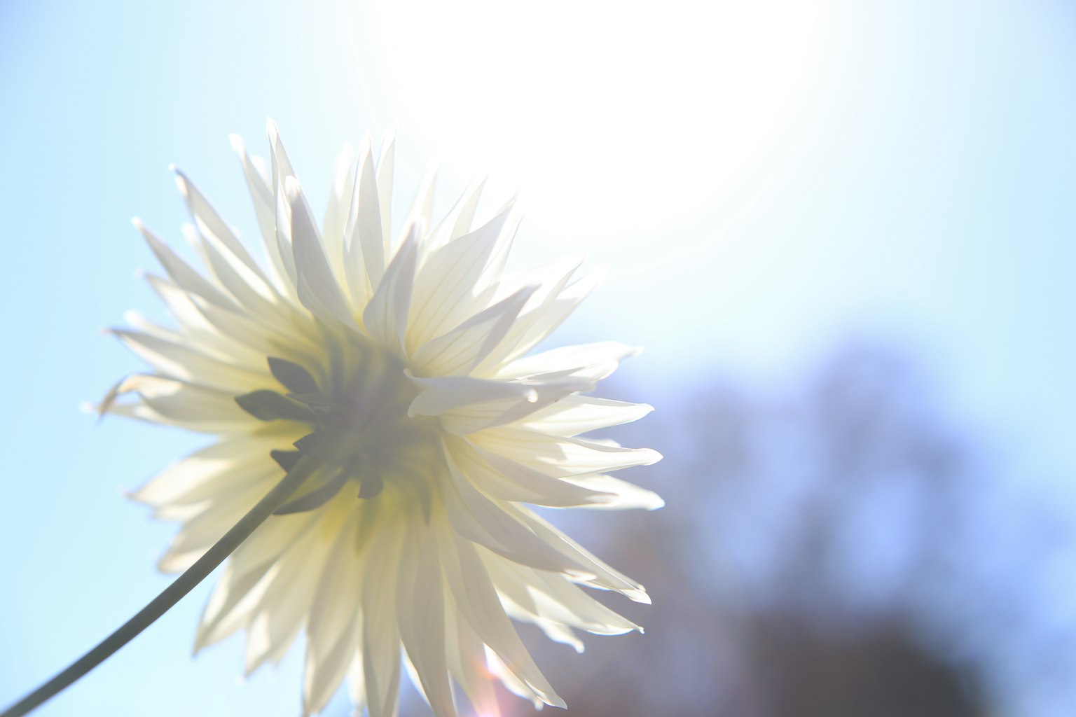 맑은 파란 하늘을 배경으로 한 연한 노란 꽃의 클로즈업