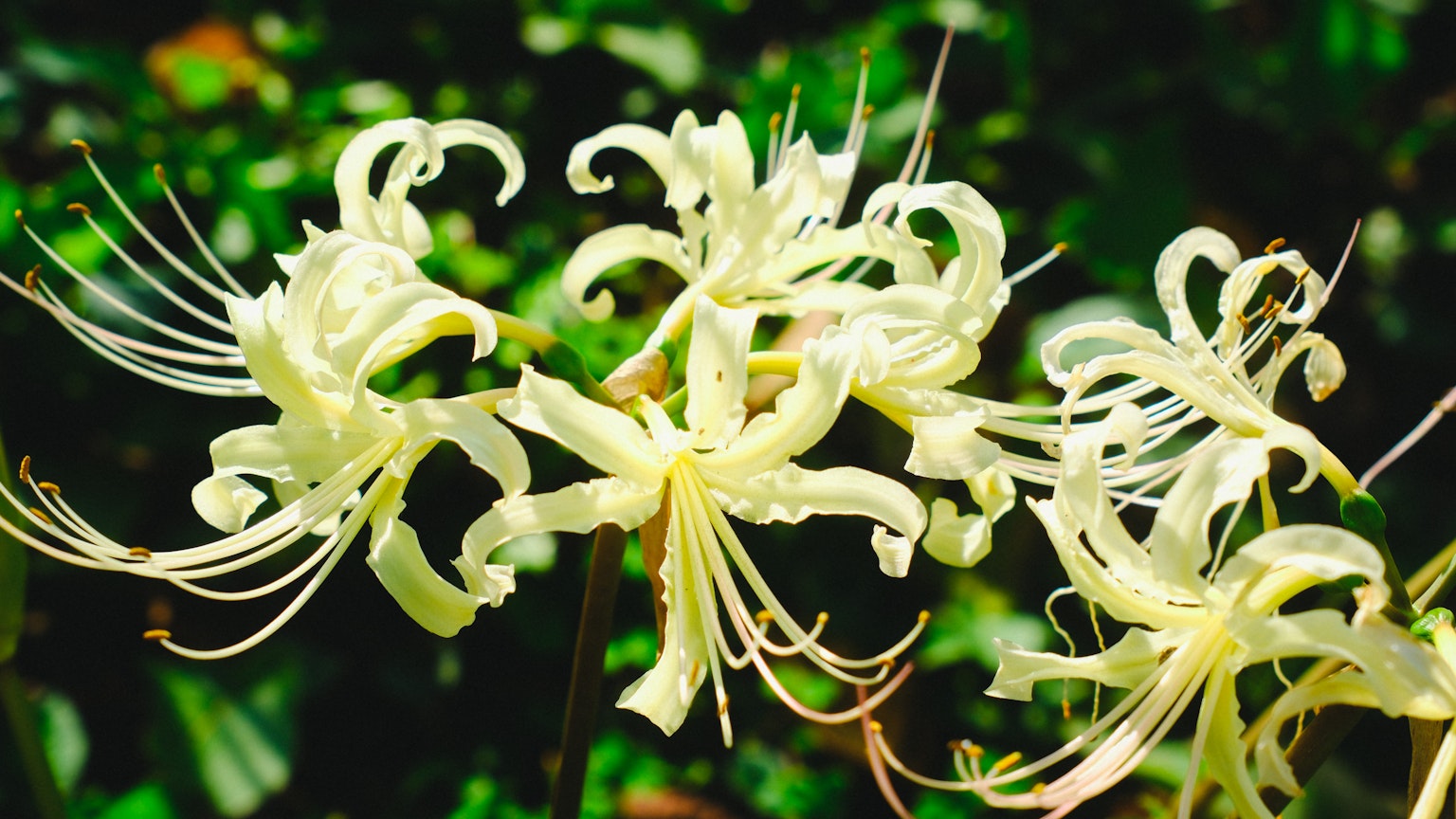 Gros plan sur des fleurs de lys araignée blanches avec des pétales uniques