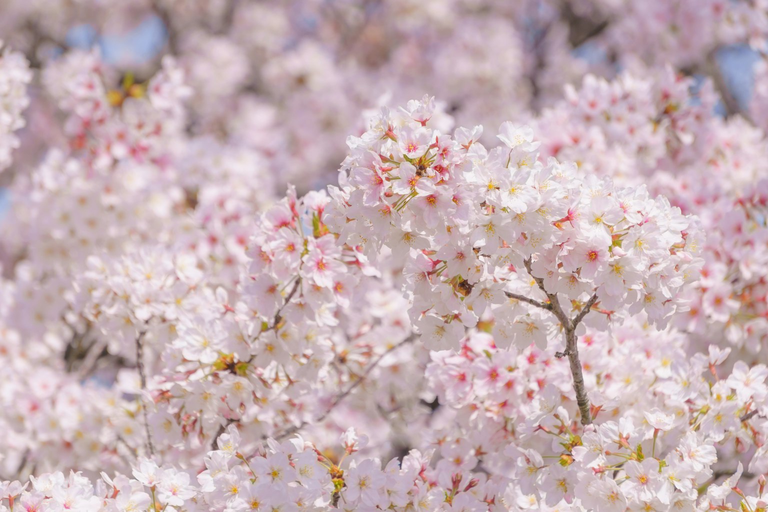 Bellissima scena di fiori di ciliegio in fiore con fiori rosa e bianchi