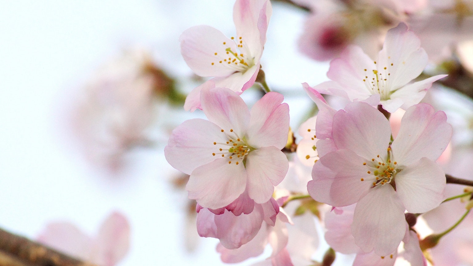 Primo piano di fiori di ciliegio rosa pallido su un ramo