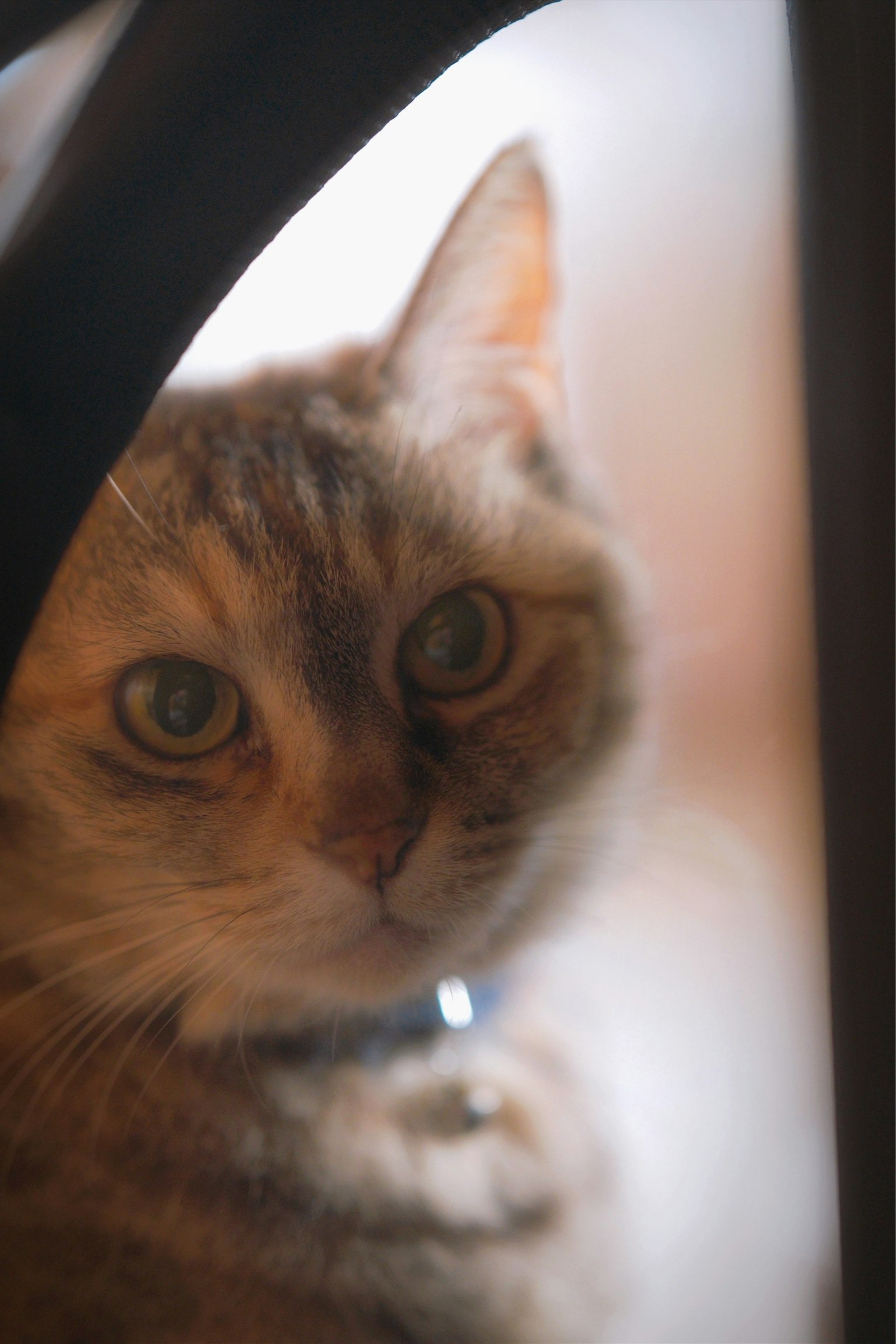 Close-up of a cat's face with soft background