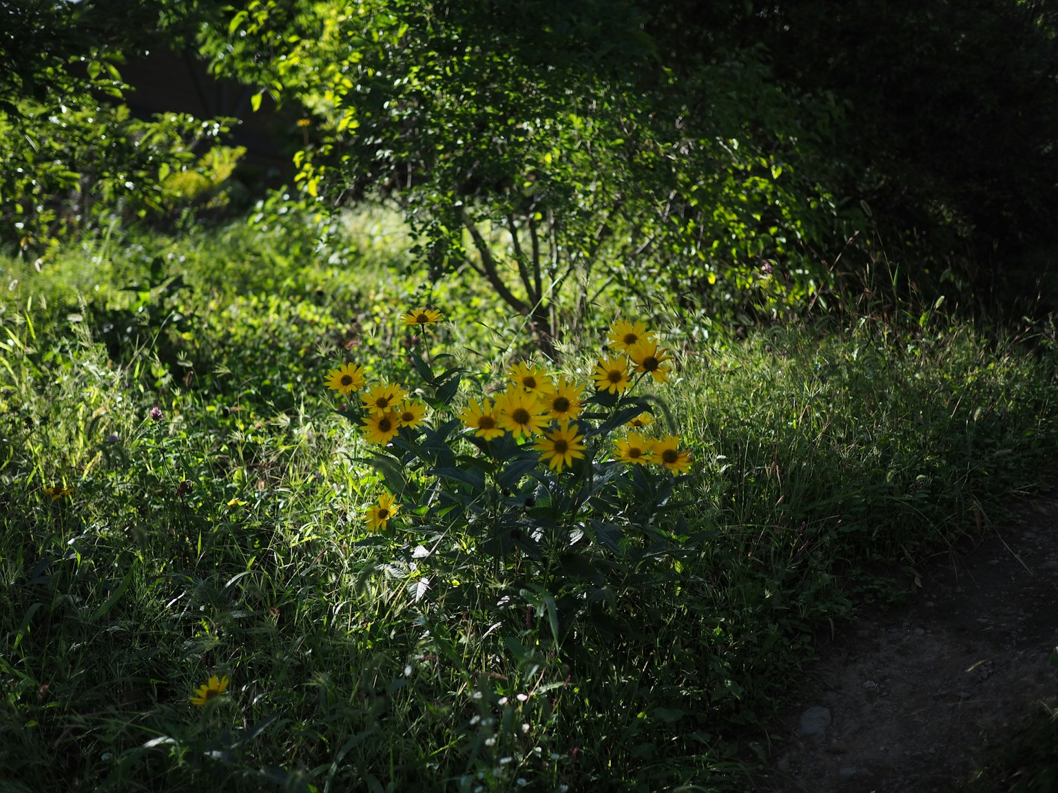 Gruppe gelber Blumen umgeben von grünem Laub
