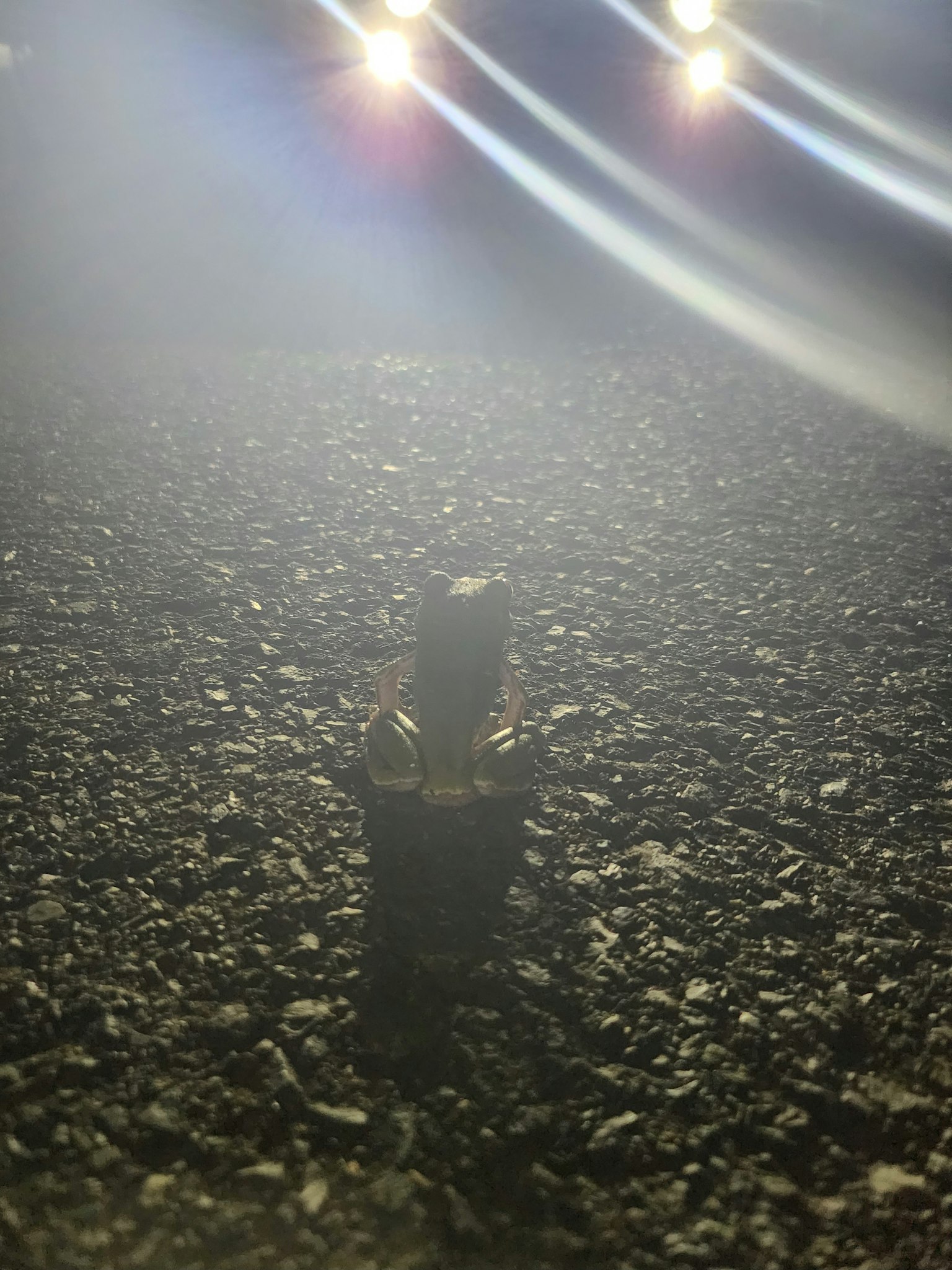 黑暗道路上站着的金色物体