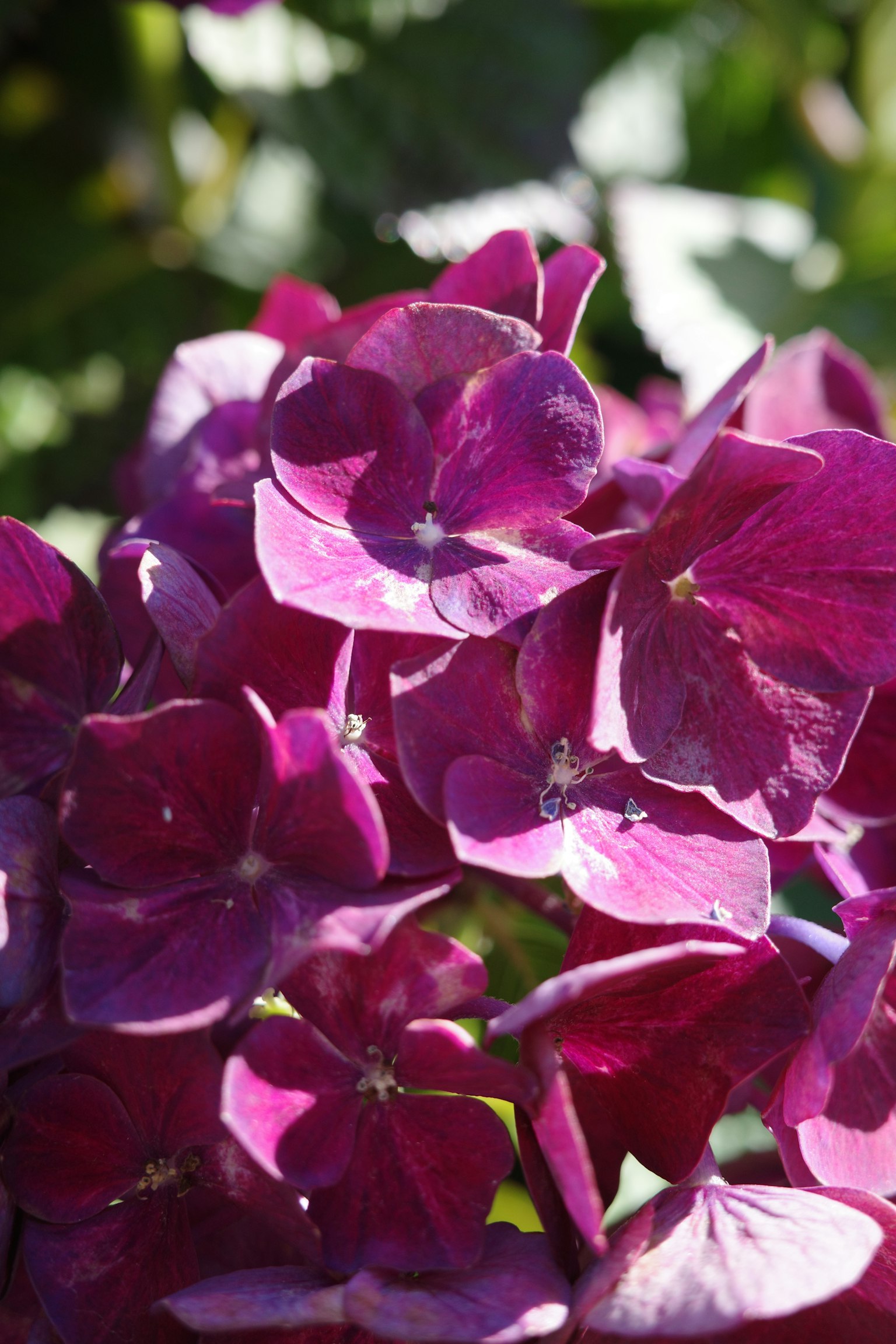 Lebendige lila Blumen in voller Blüte
