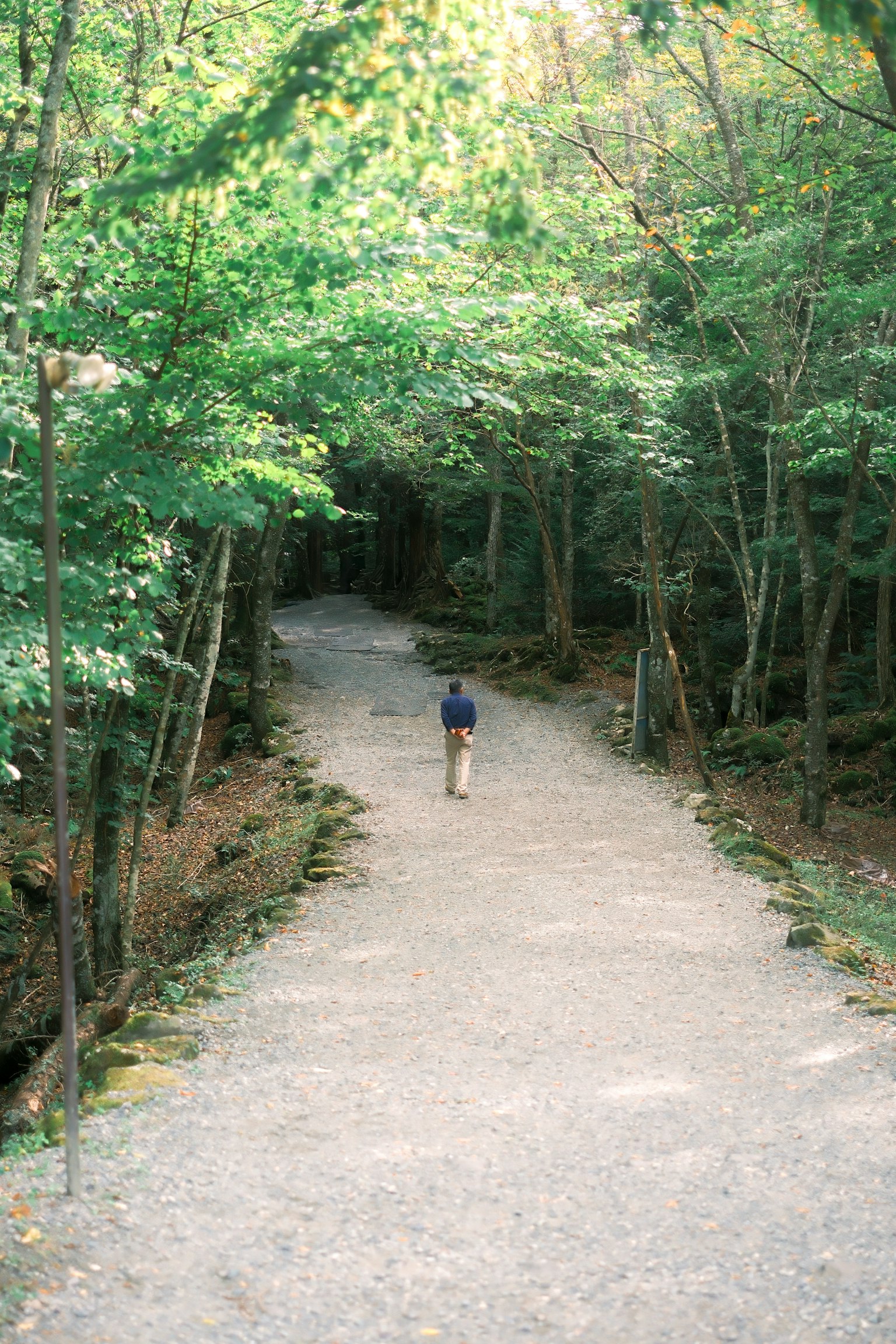 緑に囲まれた小道を歩く人