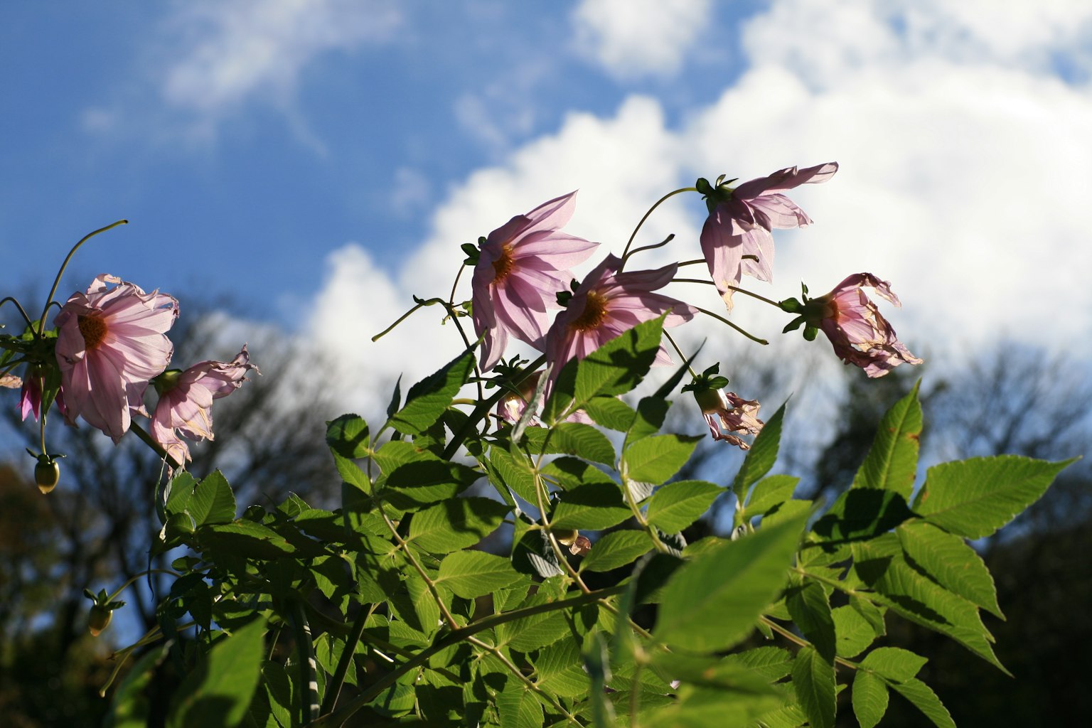 Flores rosas y hojas verdes contra un cielo azul con nubes blancas