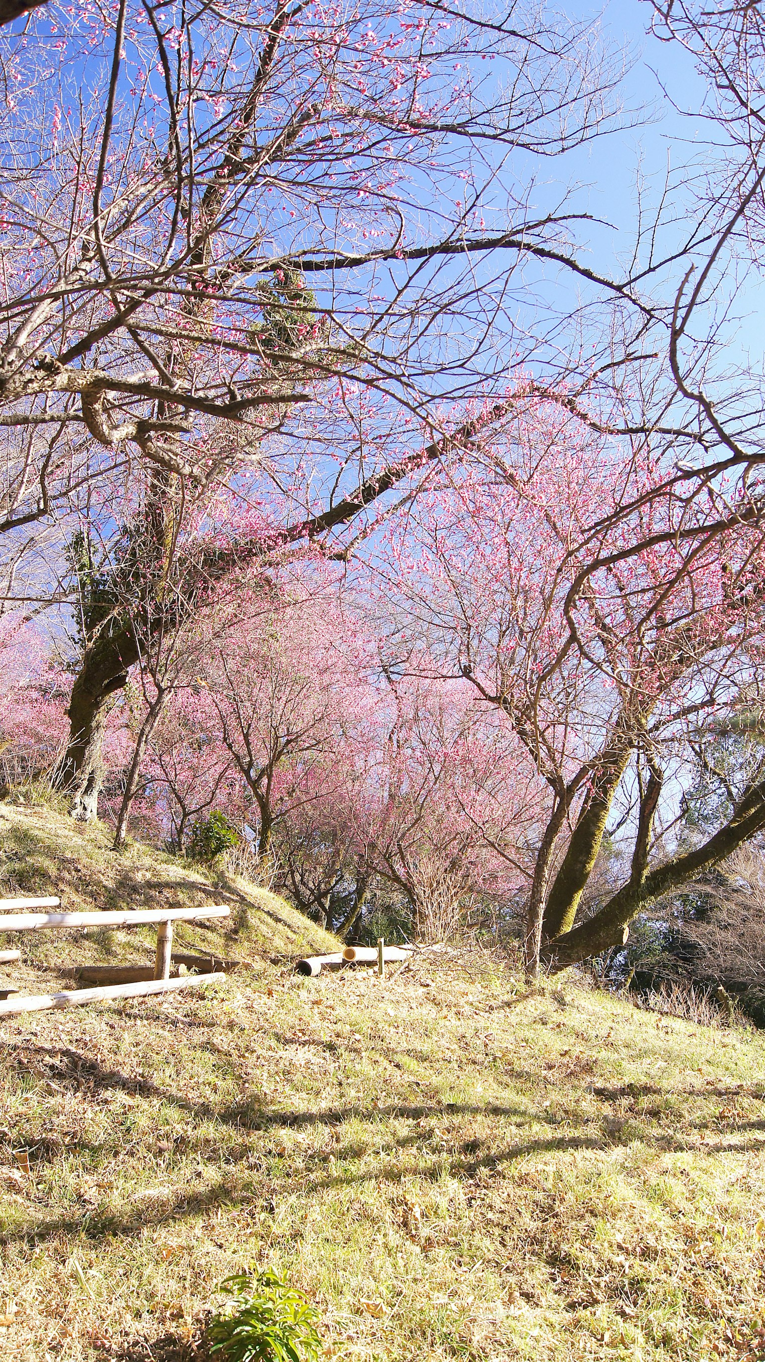 Paysage serein avec des cerisiers en fleurs