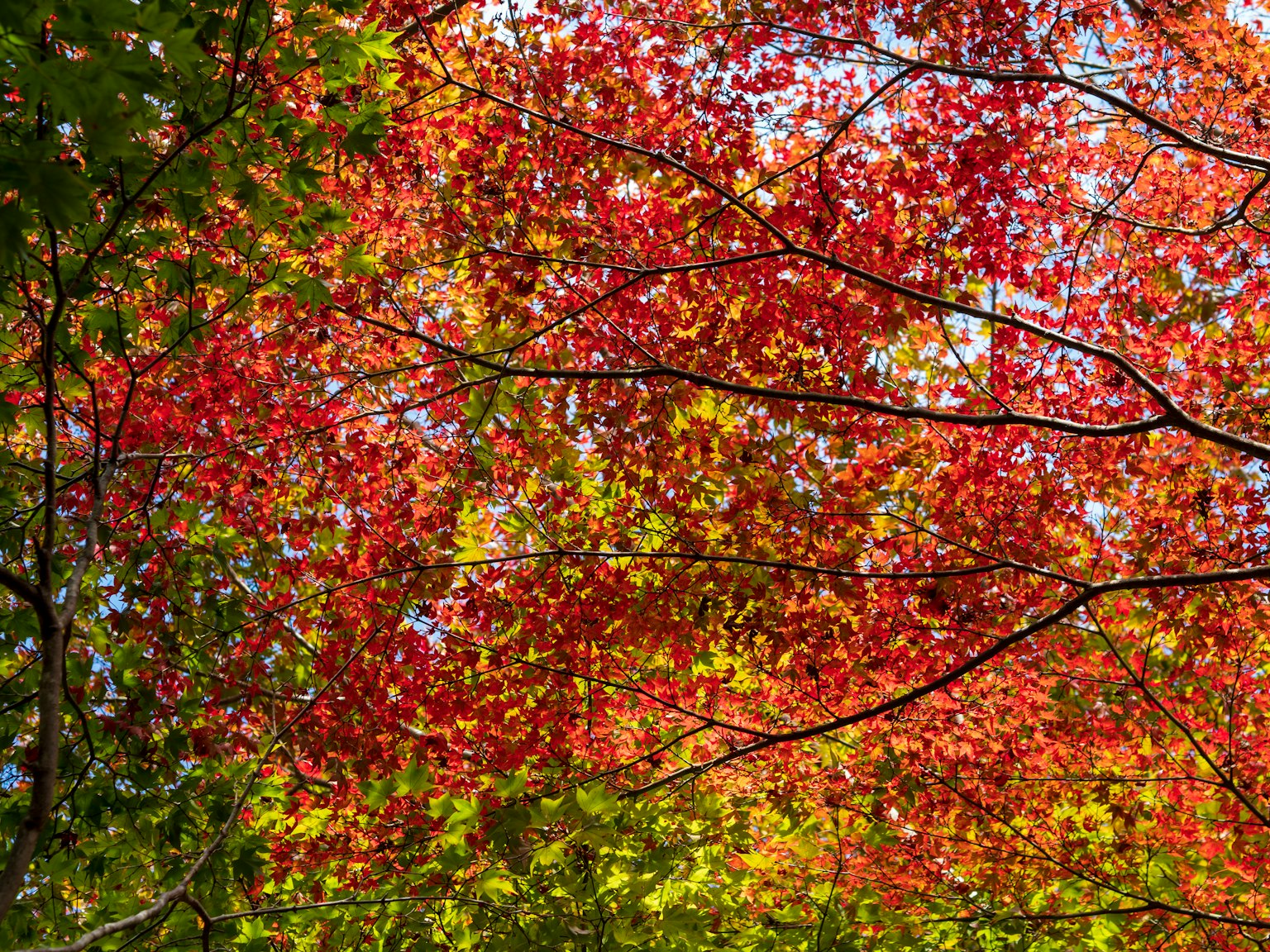 Hojas de otoño vibrantes rojas y amarillas contra un cielo azul claro
