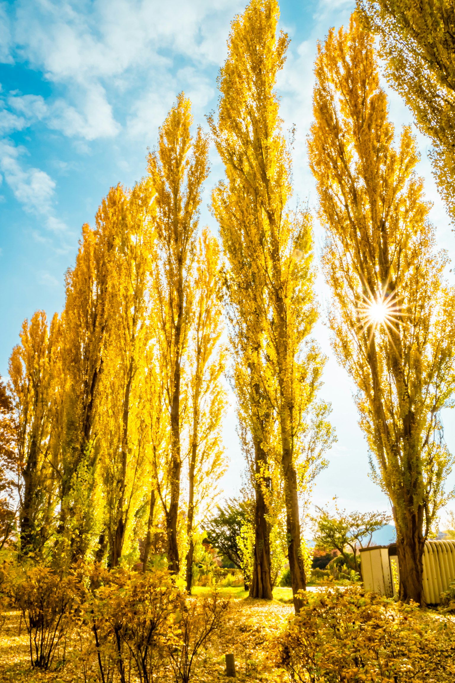 Tall golden poplar trees in a sunny landscape with a bright blue sky