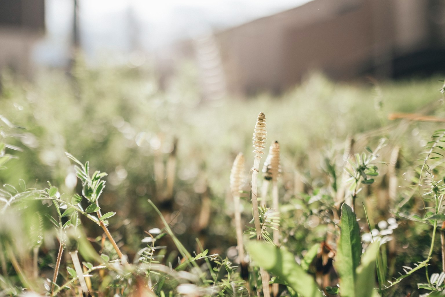 Gambar close-up rumput hijau dan tanaman kecil di lapangan