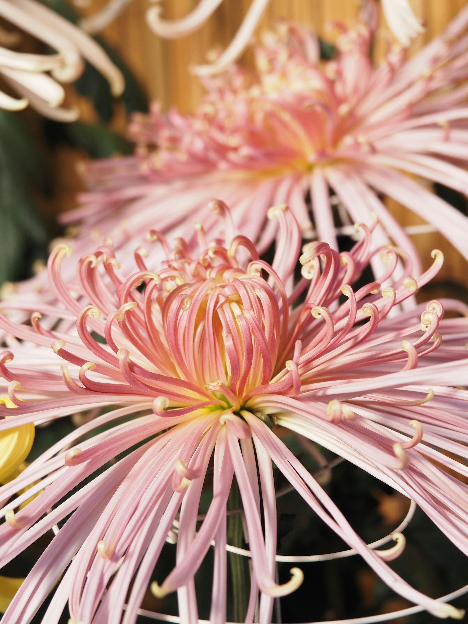 Cận cảnh hoa cúc đẹp với cánh hoa màu hồng nhạt