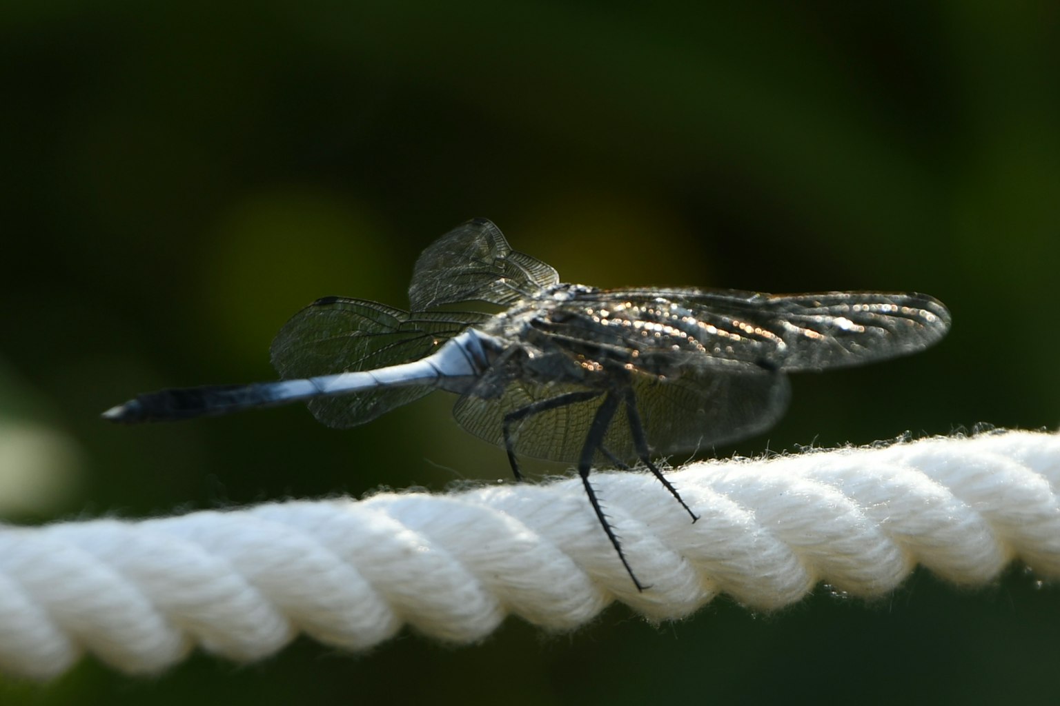 Gros plan d'une libellule perchée sur une fine corde blanche et noire