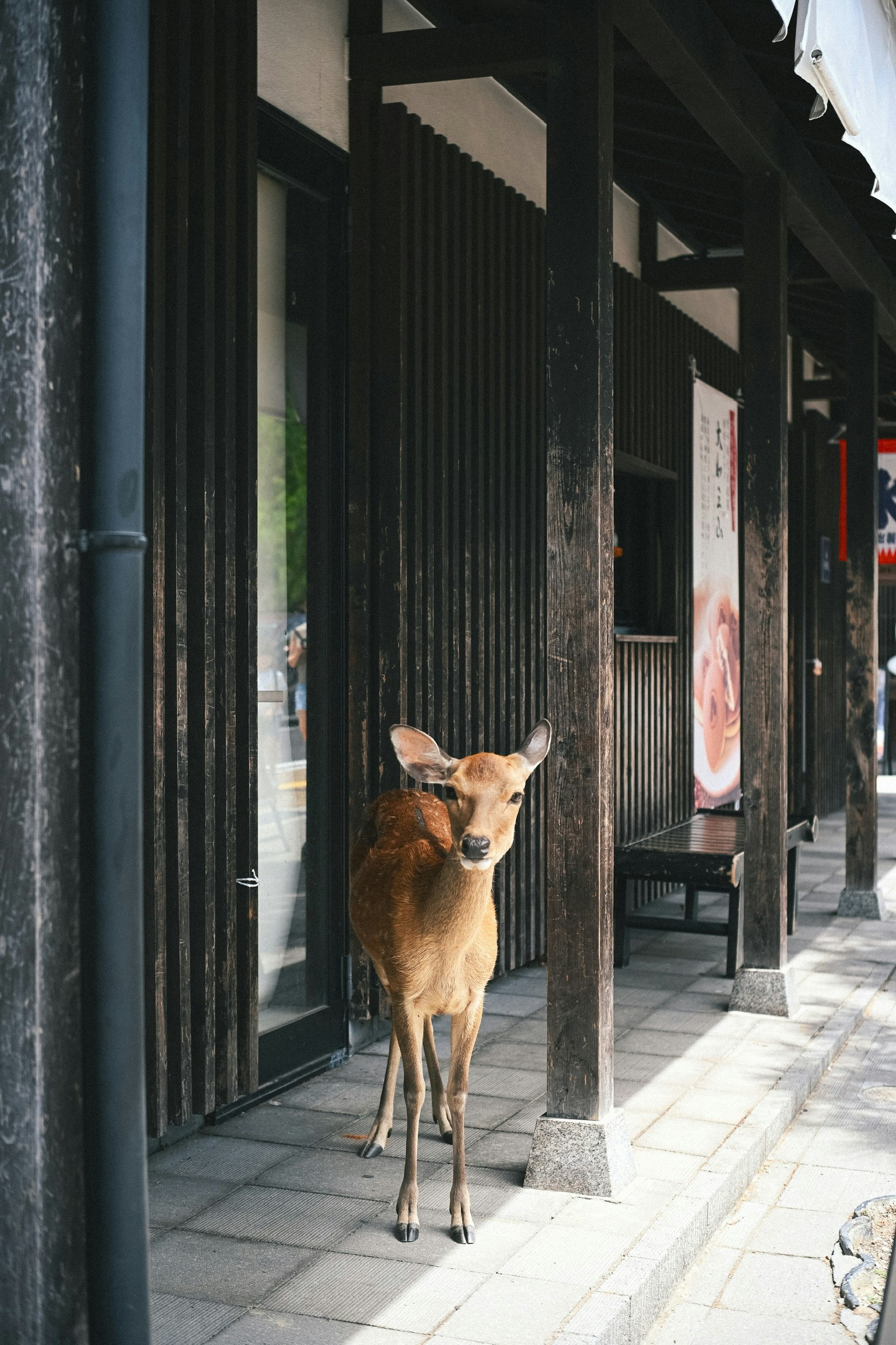 Deer standing at the edge of a narrow walkway in Nara Park
