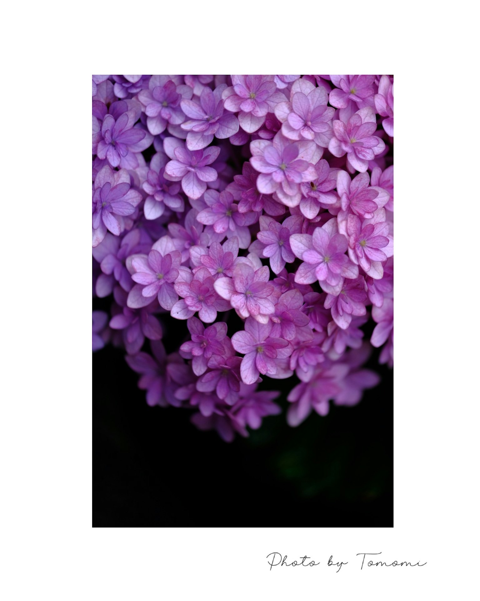 Primo piano di bellissimi gruppi di fiori viola