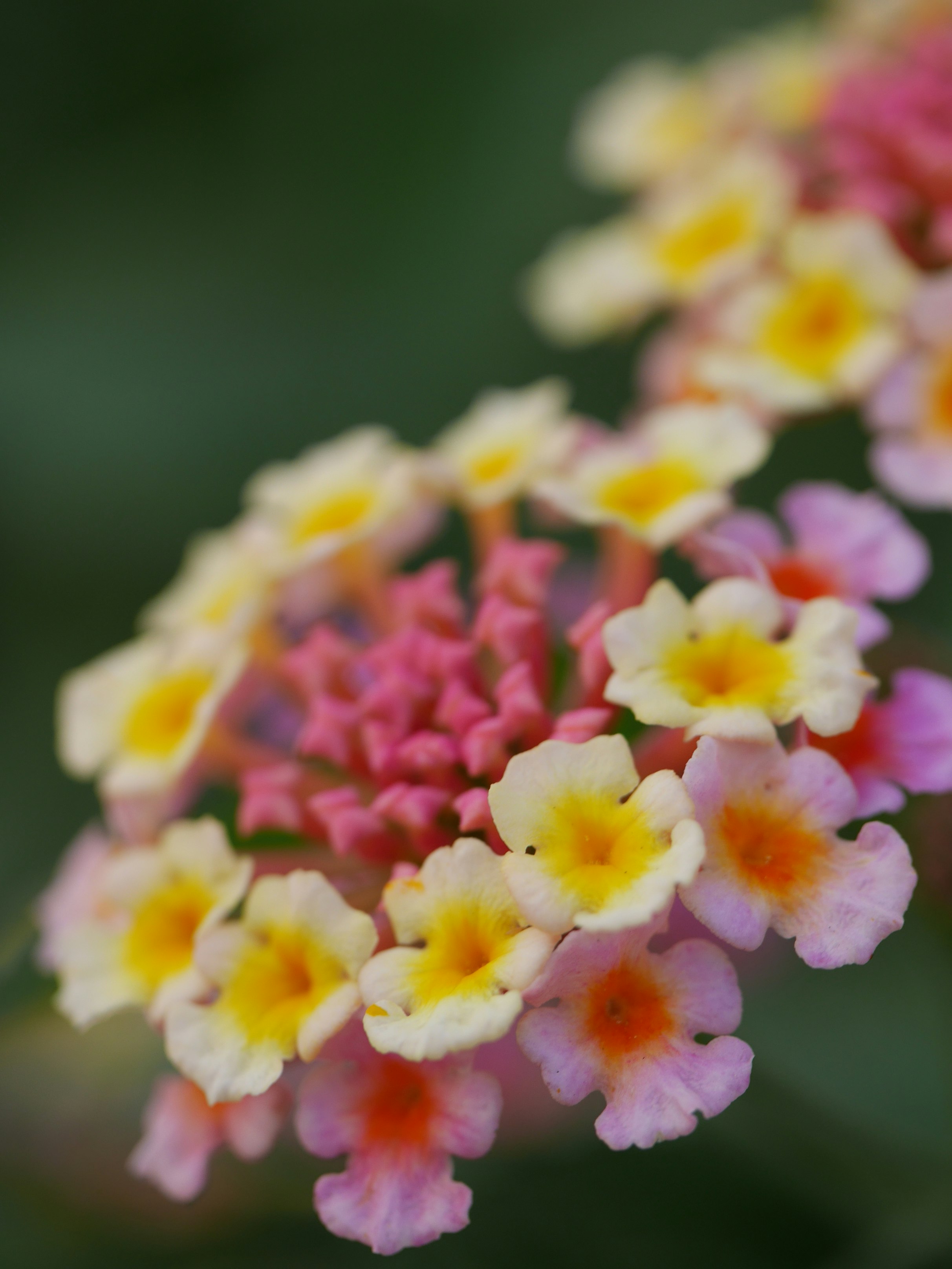 ボケ味のある花のクローズアップ