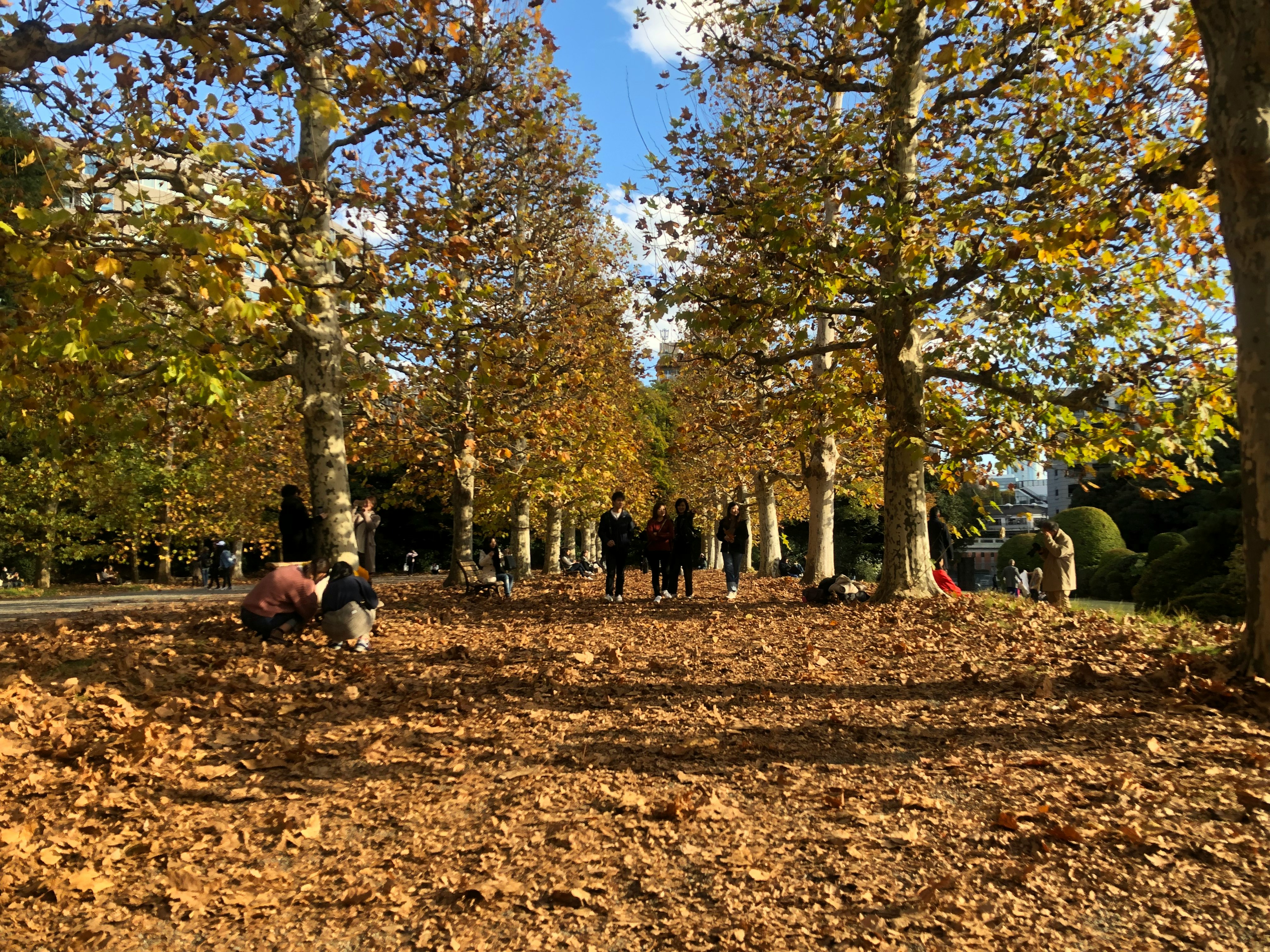 Menschen gehen auf einem Baumweg im Herbst mit gefallenem Laub