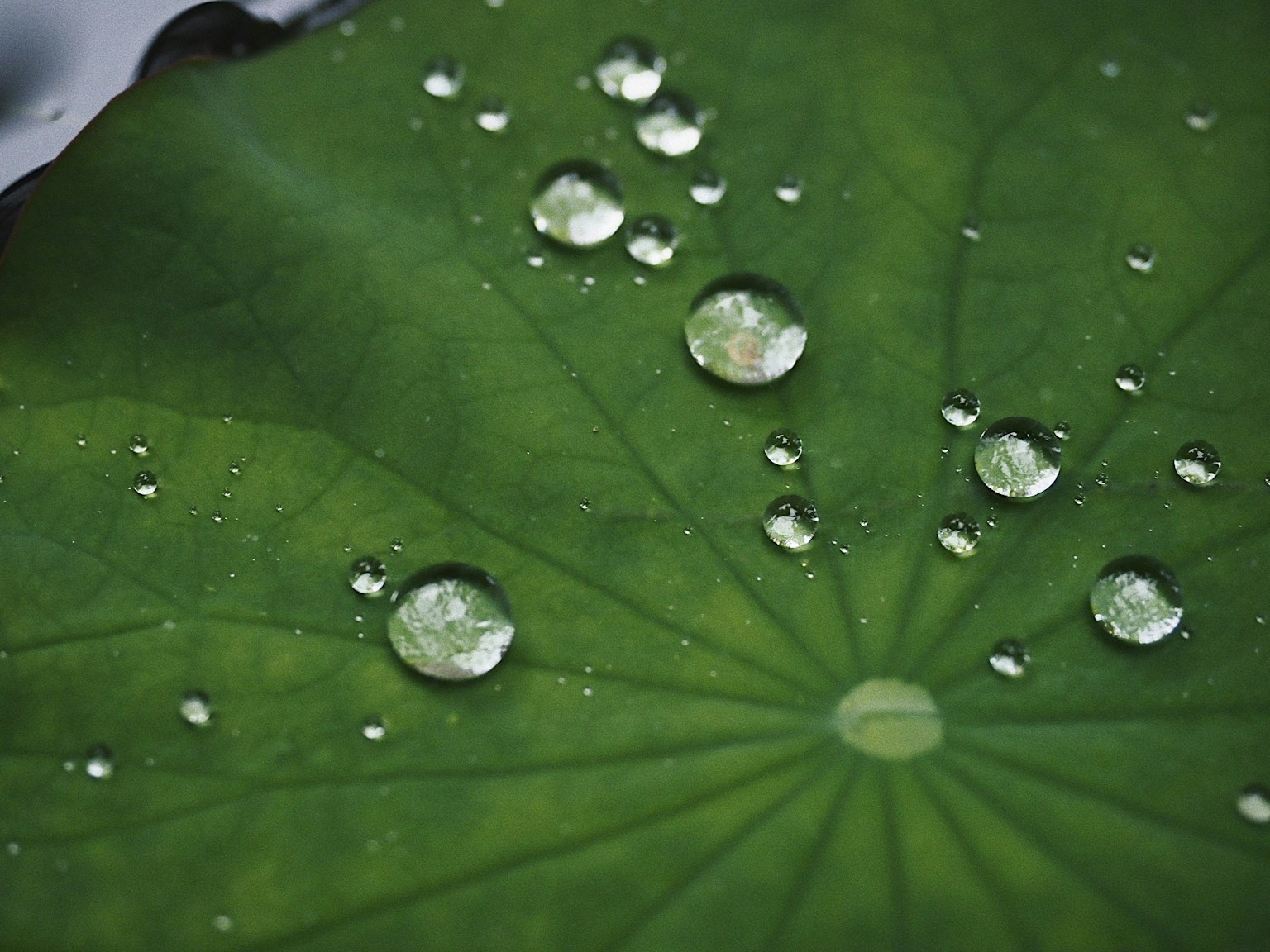 Primo piano di una foglia verde con gocce d'acqua