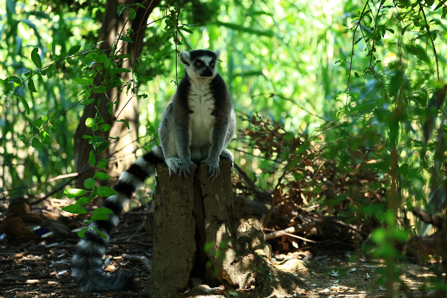 Seekor lemur Madagaskar berdiri di atas tunggul di antara dedaunan hijau