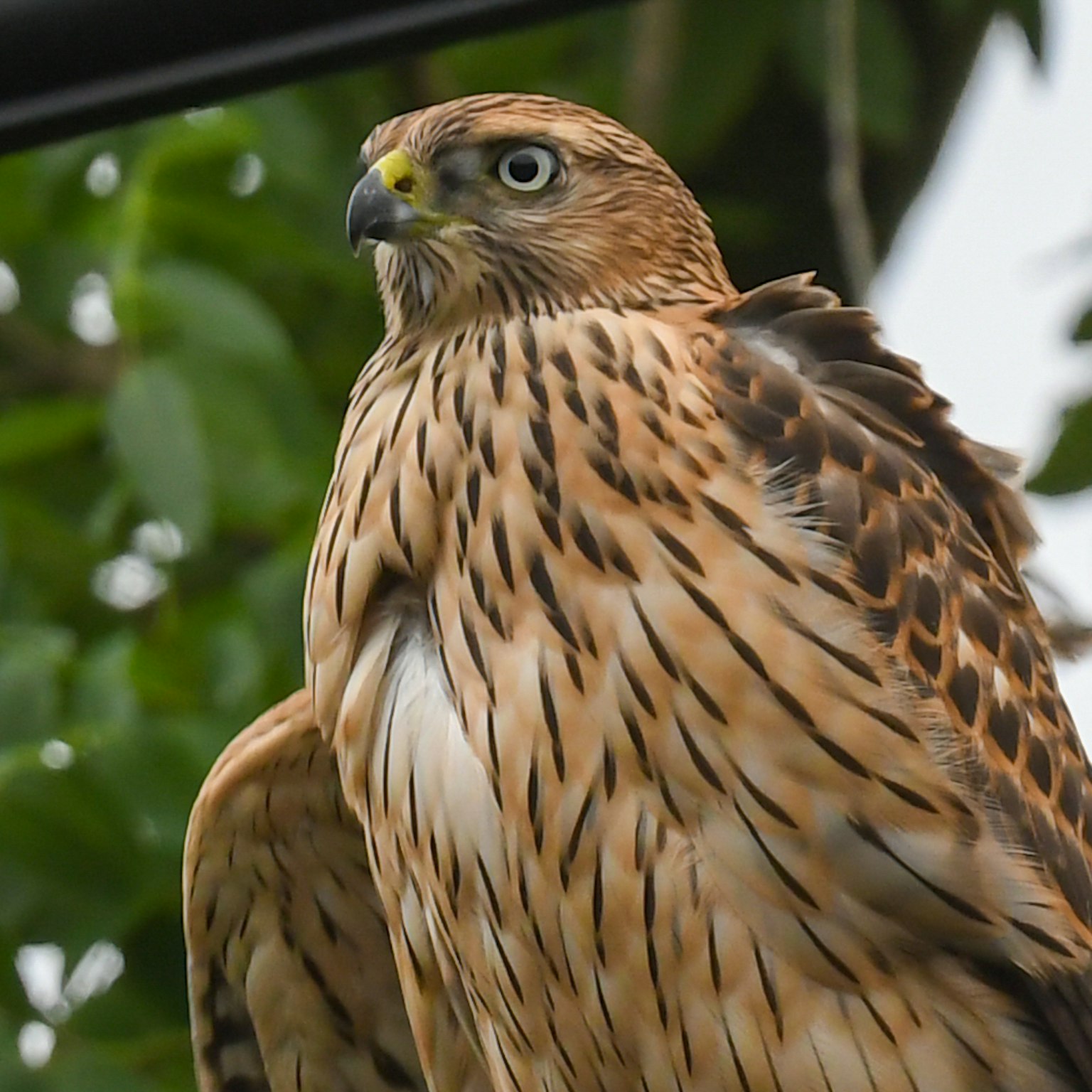 Burung pemangsa dengan bulu coklat bertengger di dahan