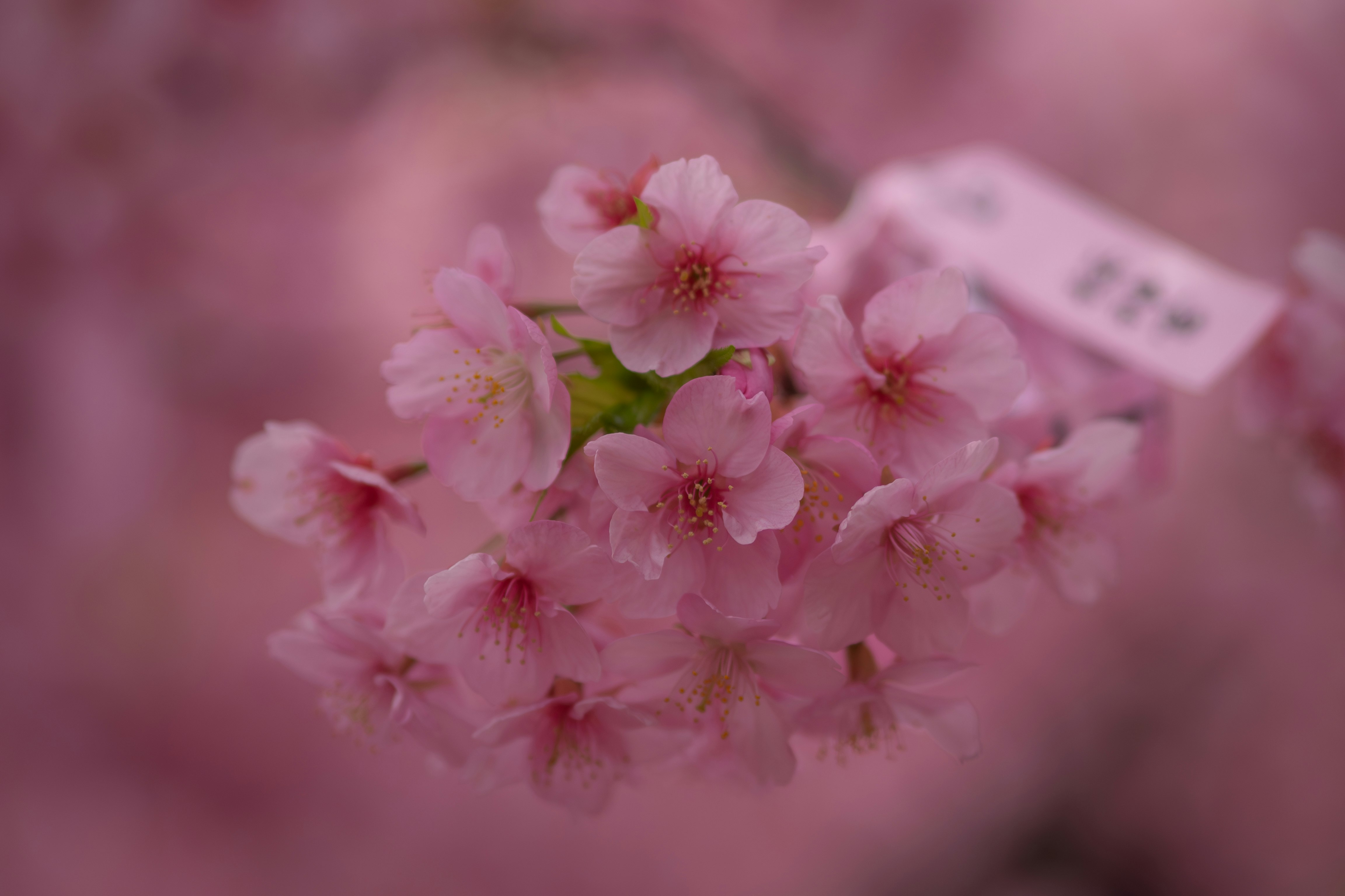 桜の花が咲くピンクの花房のクローズアップ