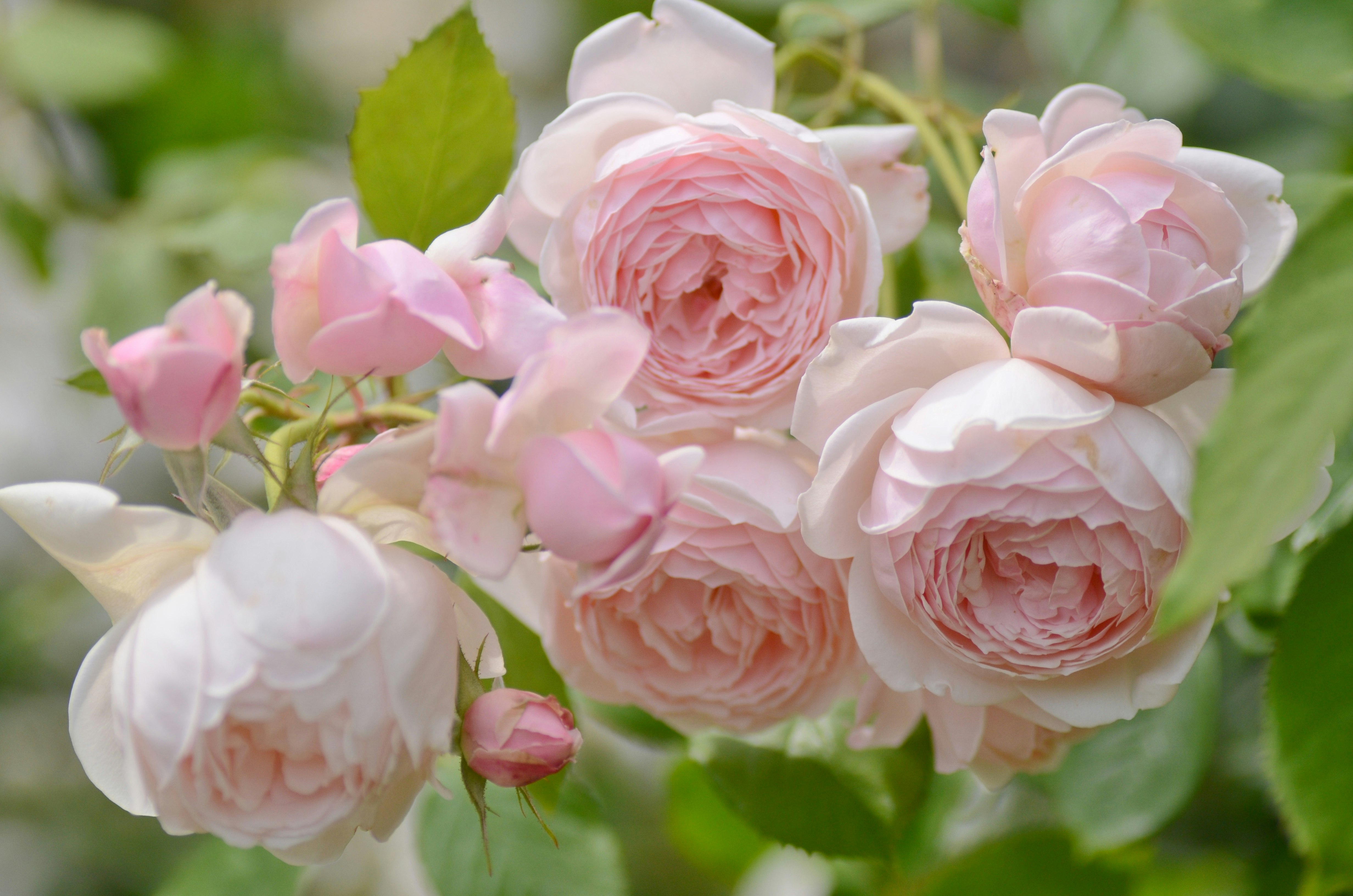 Soft pink roses at Kyoto Prefectural Botanical Gardens
