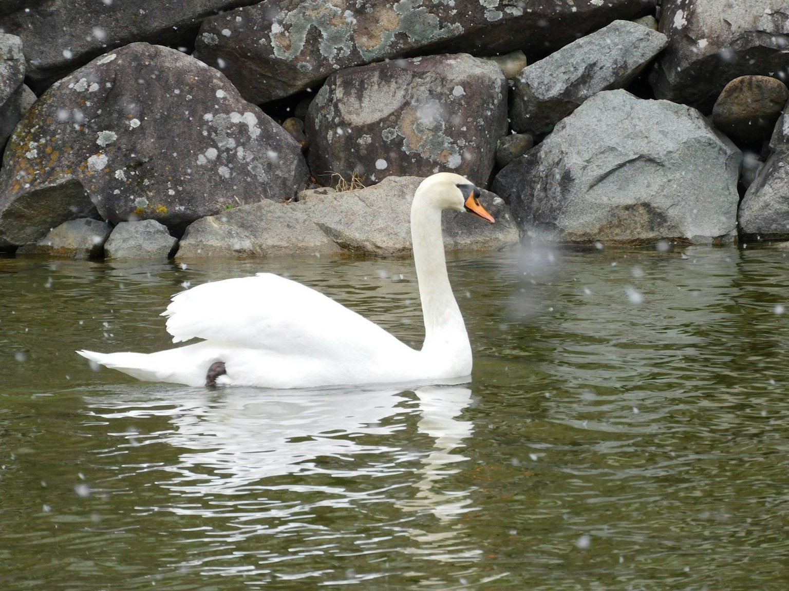 Un cisne nadando en el agua con rocas al fondo