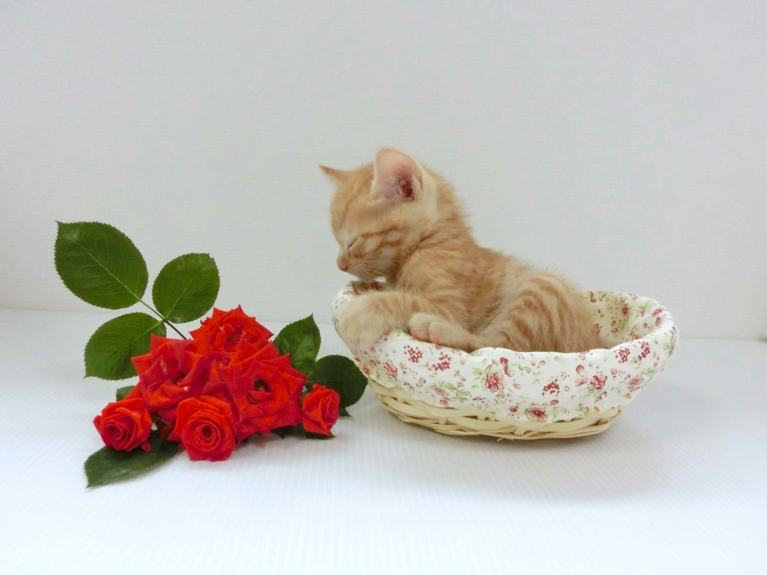 Ein kleiner orangefarbener Kater schläft in einem Blumenkorb neben roten Rosen