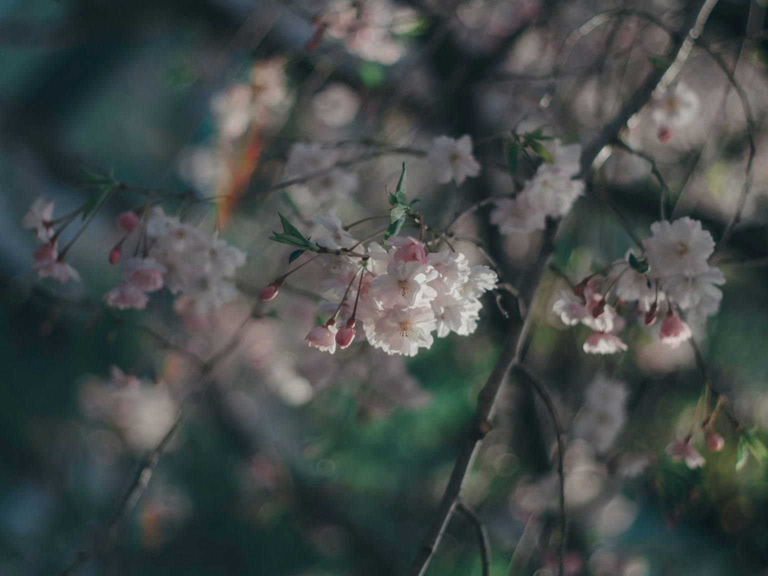 Nahaufnahme von Kirschblütenzweigen mit sanften rosa Blüten und unscharfem Hintergrund