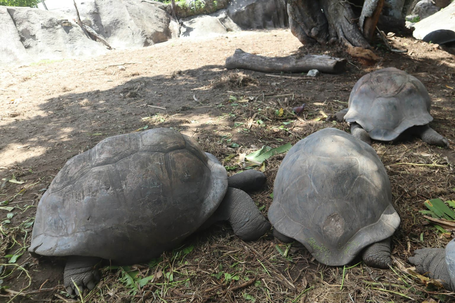 Varios tortugas descansando en el suelo