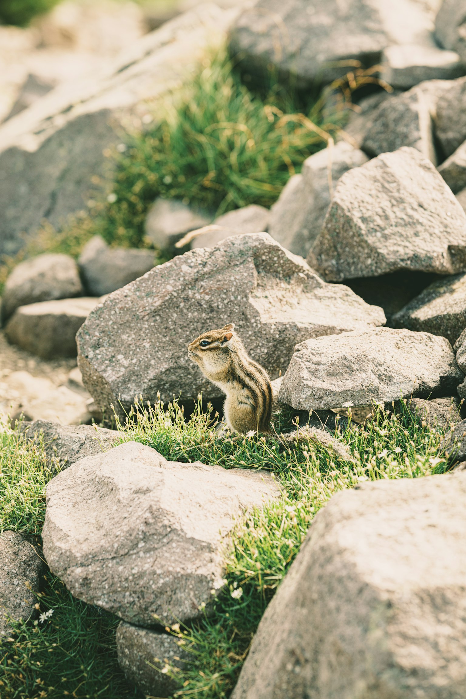 Un écureuil rayé se tenant parmi des rochers et de l'herbe verte