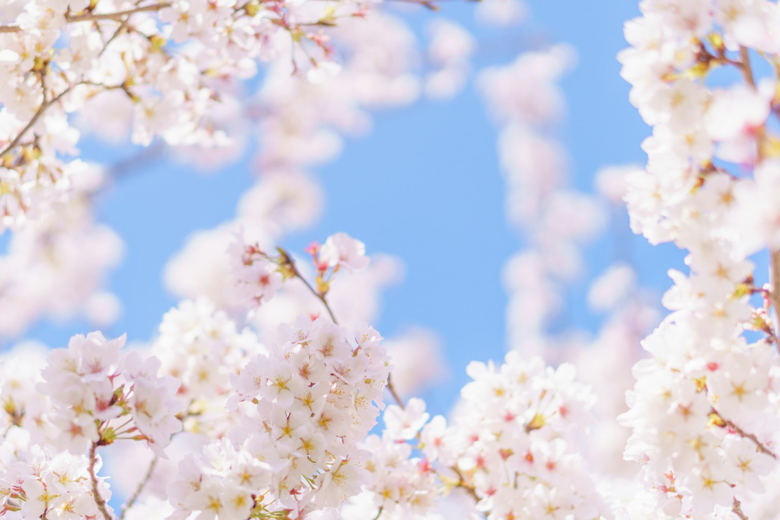 Gros plan sur des fleurs de cerisier contre un ciel bleu